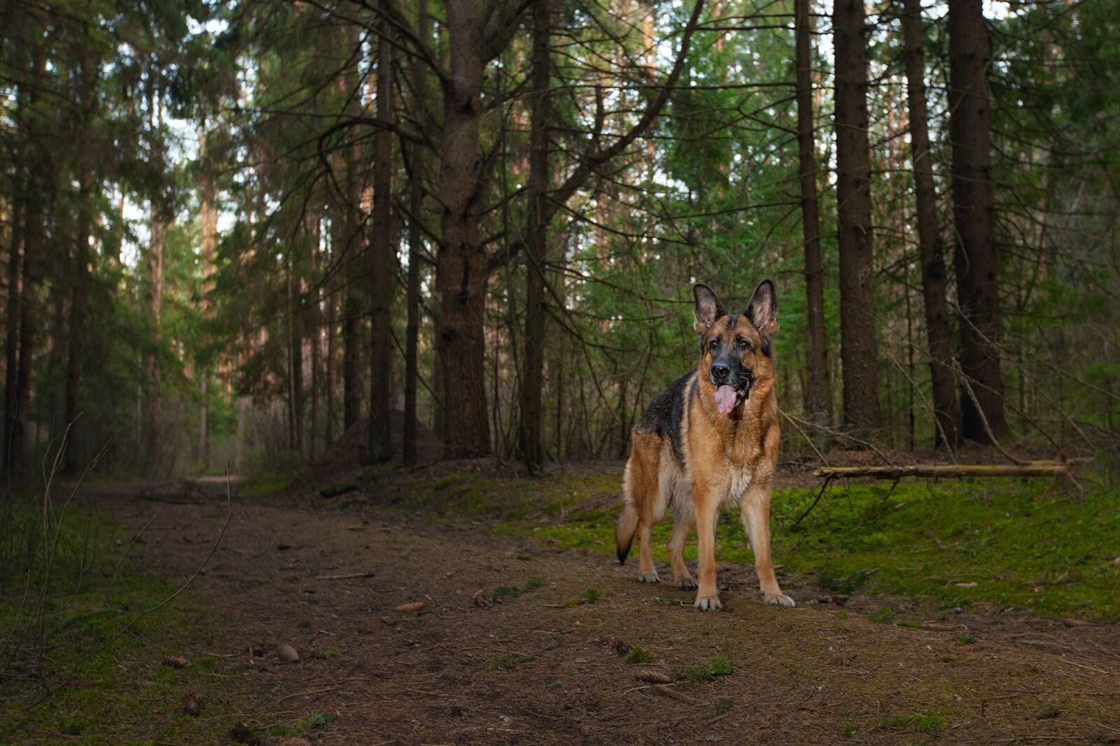 Canon EF 16-35mm F2.8L II USM sample photo. German shepherd, dog, forest photography