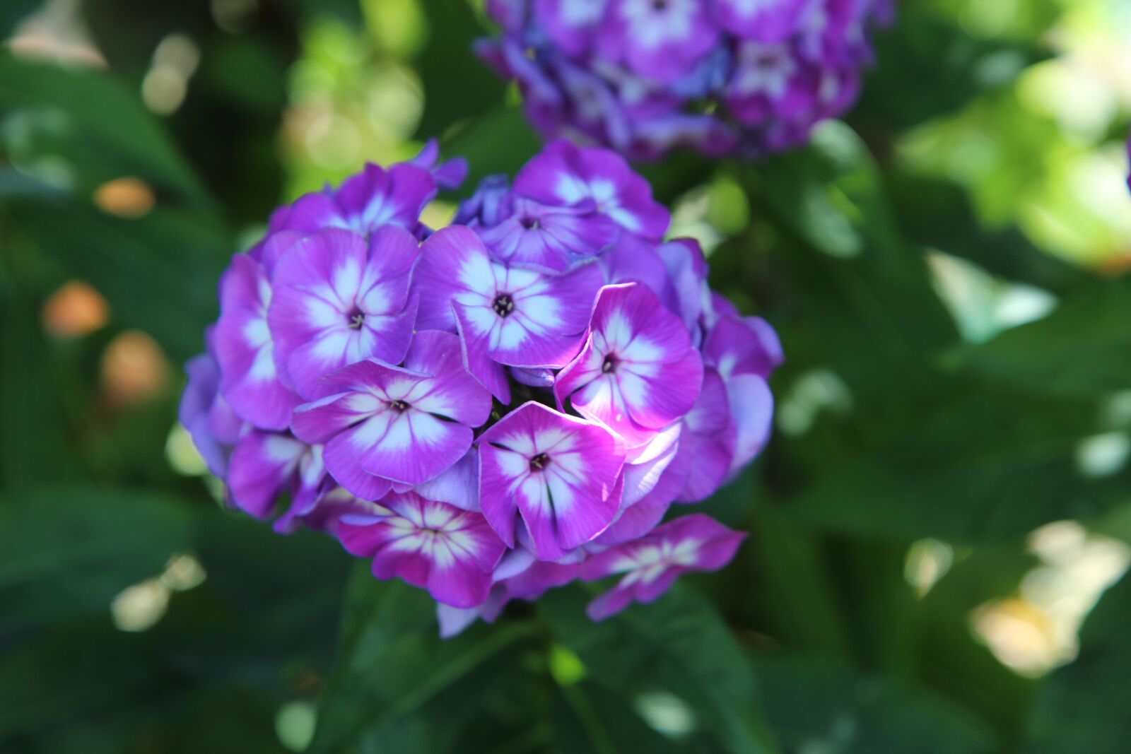 Canon EOS 600D (Rebel EOS T3i / EOS Kiss X5) sample photo. Flowering, purple flower, summer photography