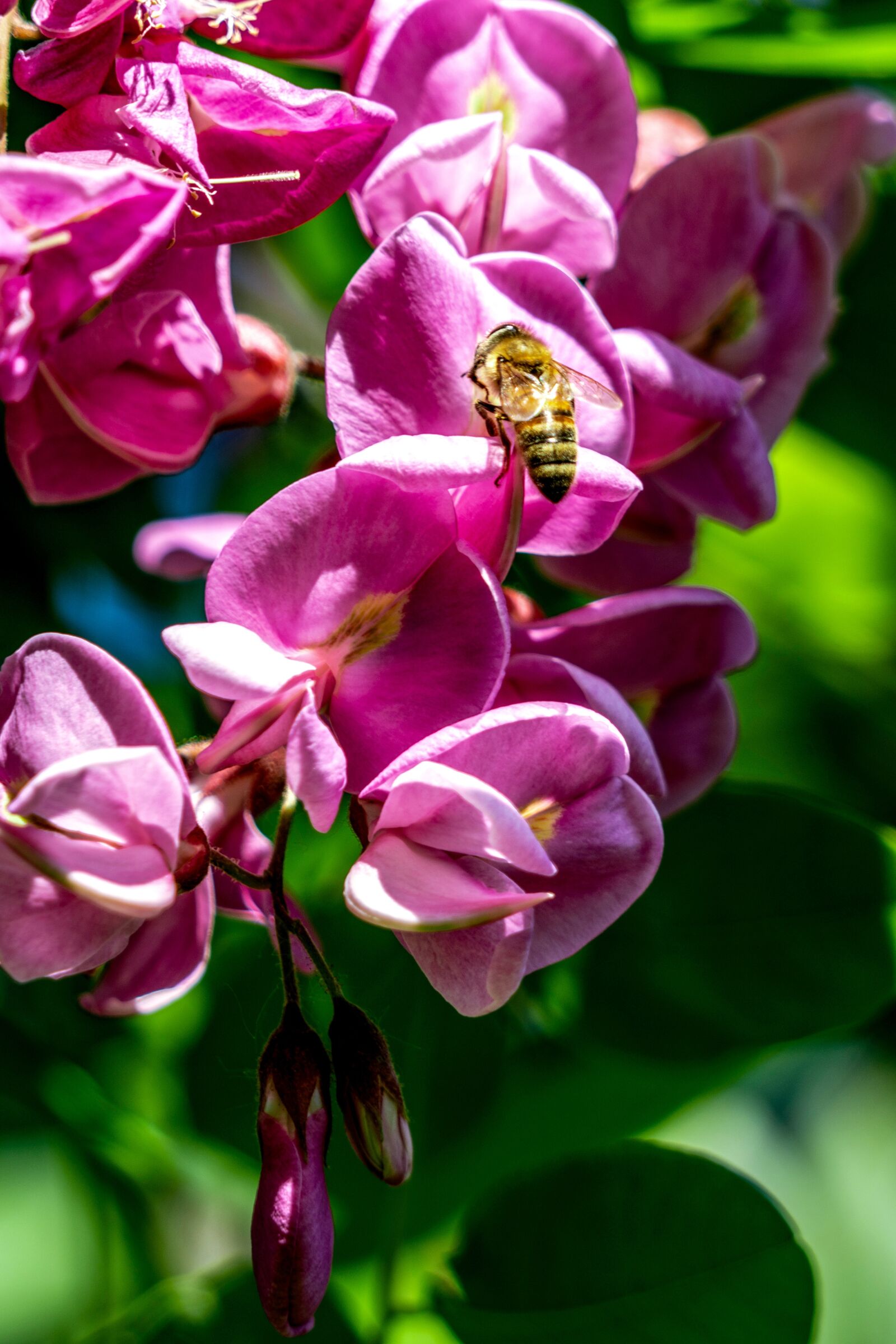 Sony a7R II + Sony FE 24-240mm F3.5-6.3 OSS sample photo. Early summer, purple sophora photography