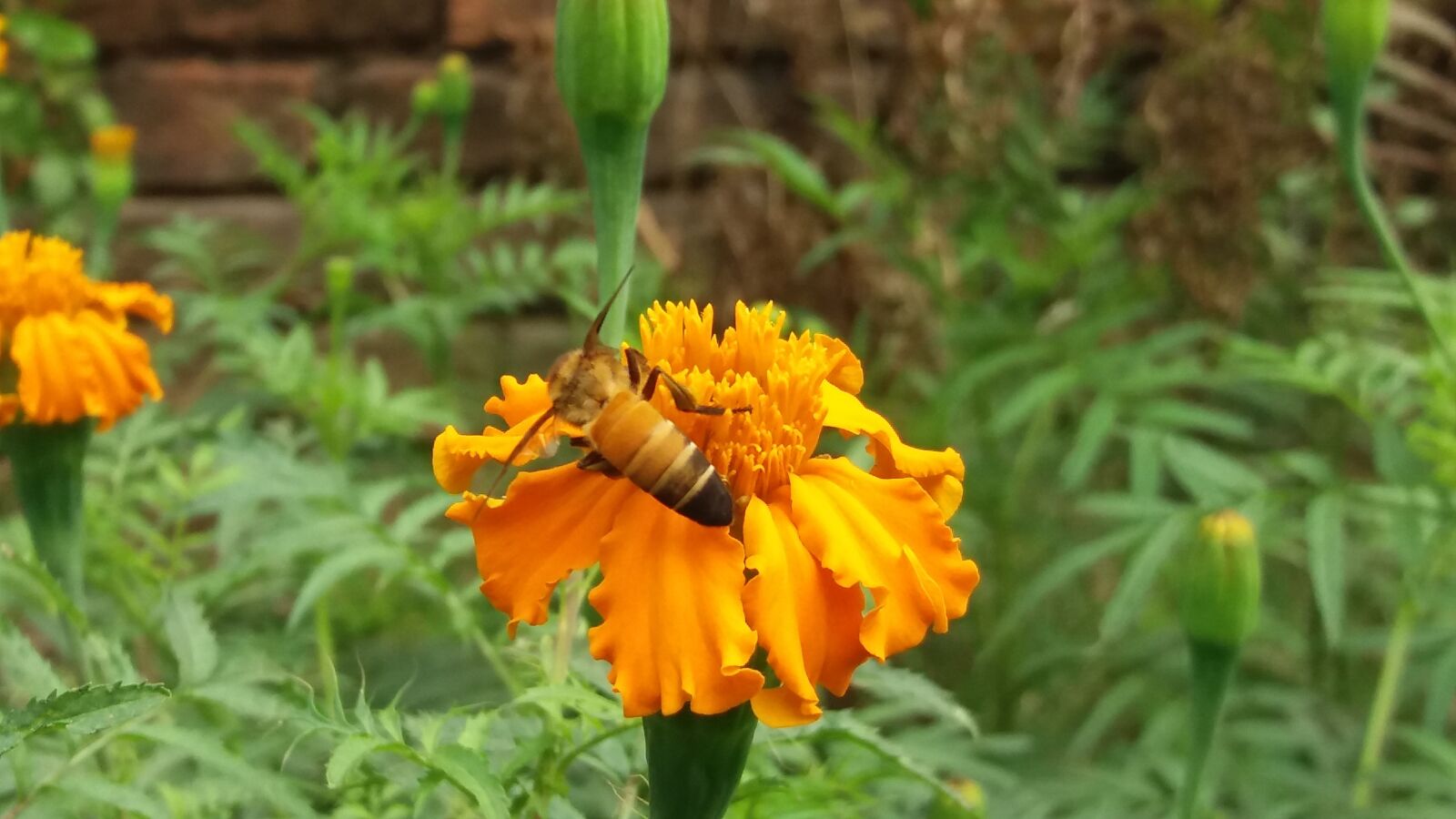 Samsung Galaxy J5 sample photo. Nice, bee, marigold photography
