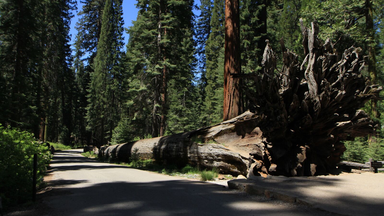 Canon EOS 60D sample photo. Redwood, yosemite, california photography