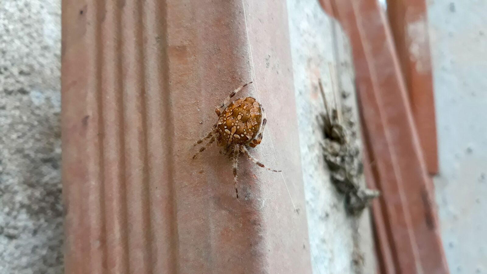 Samsung Galaxy J7 sample photo. Spider, nature, slovenia photography
