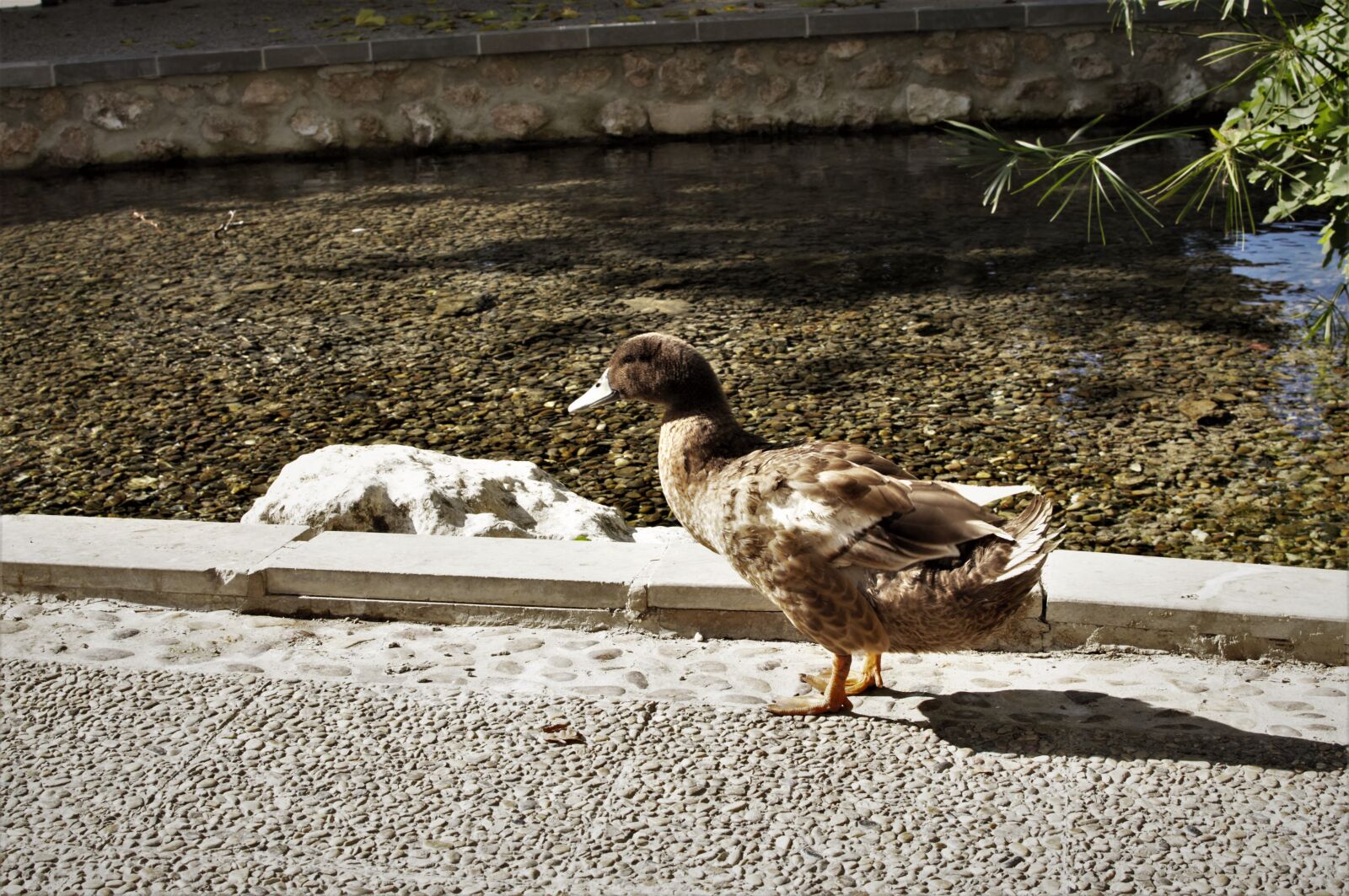 Nikon D5000 sample photo. Pato, animal, fuente photography