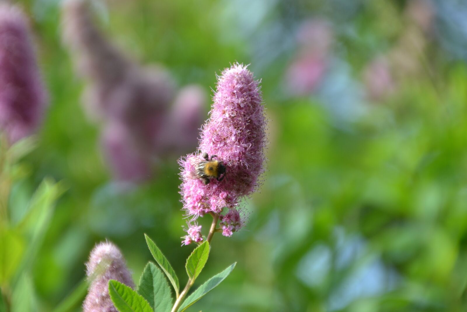 Nikon D3100 sample photo. Flower, purple, blossom photography