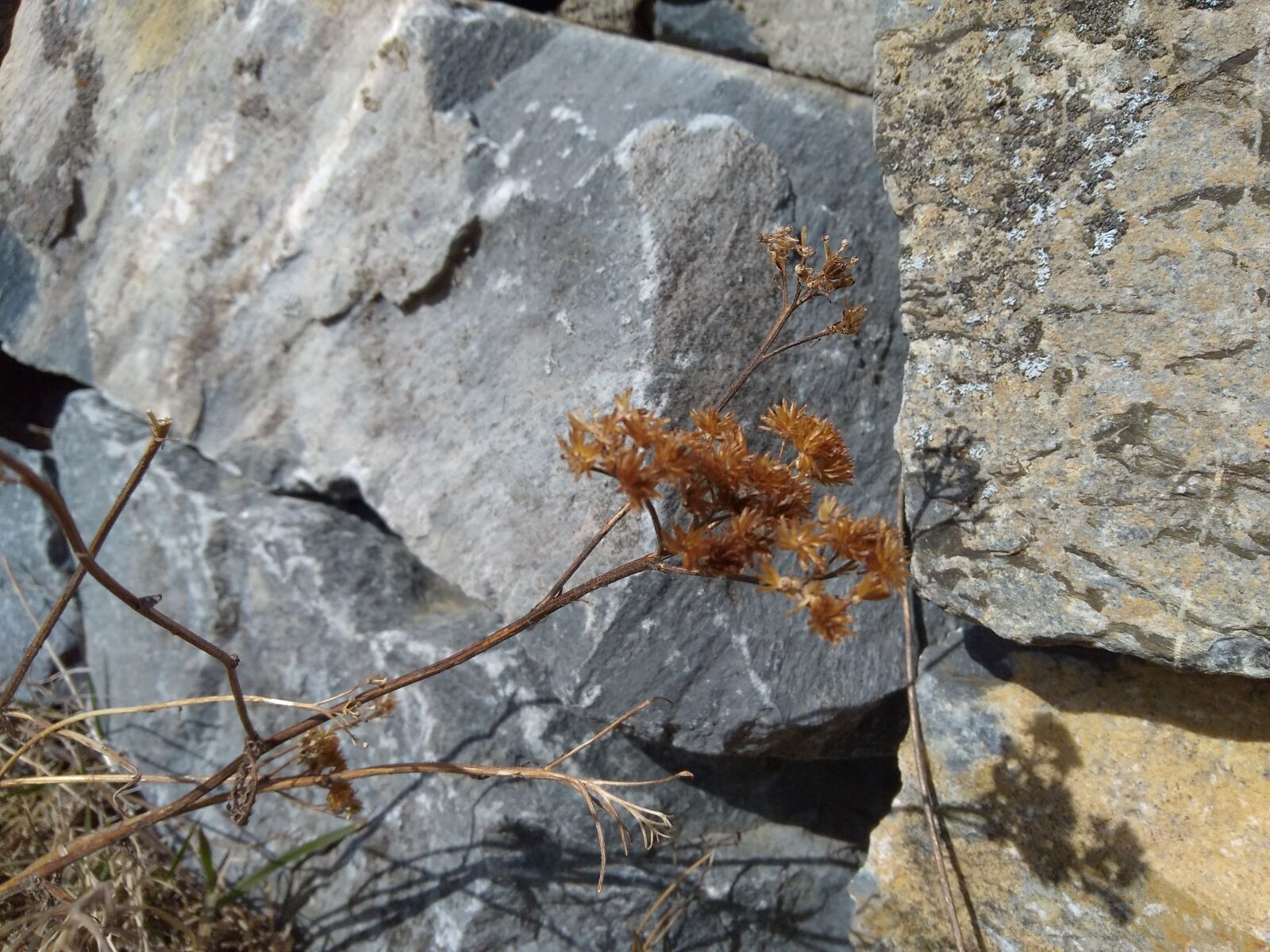 Motorola Moto G Play sample photo. Dry flower, boulders, wall photography