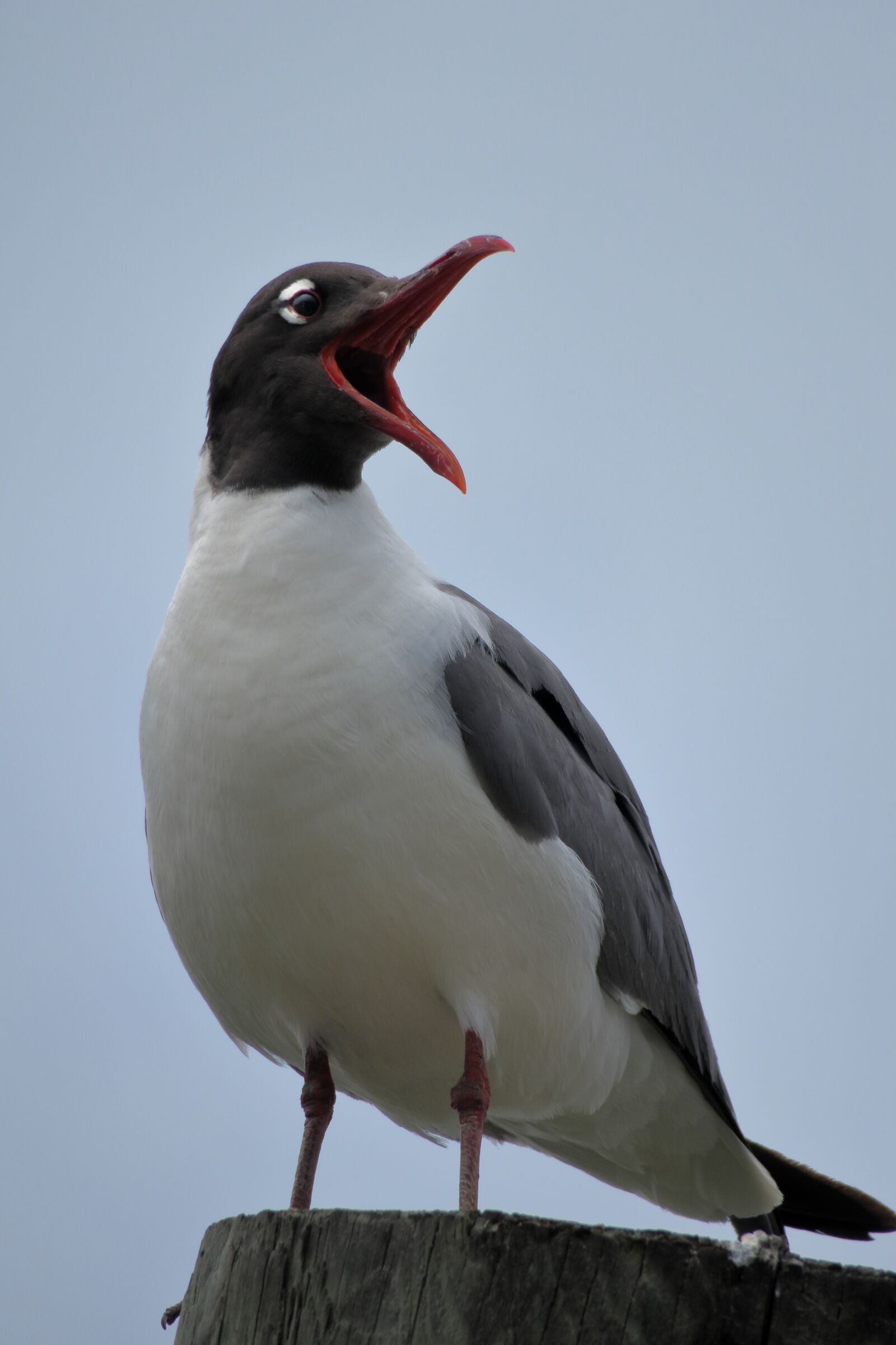Canon PowerShot G3 X sample photo. Black coat-scissors-beak, american scissor photography