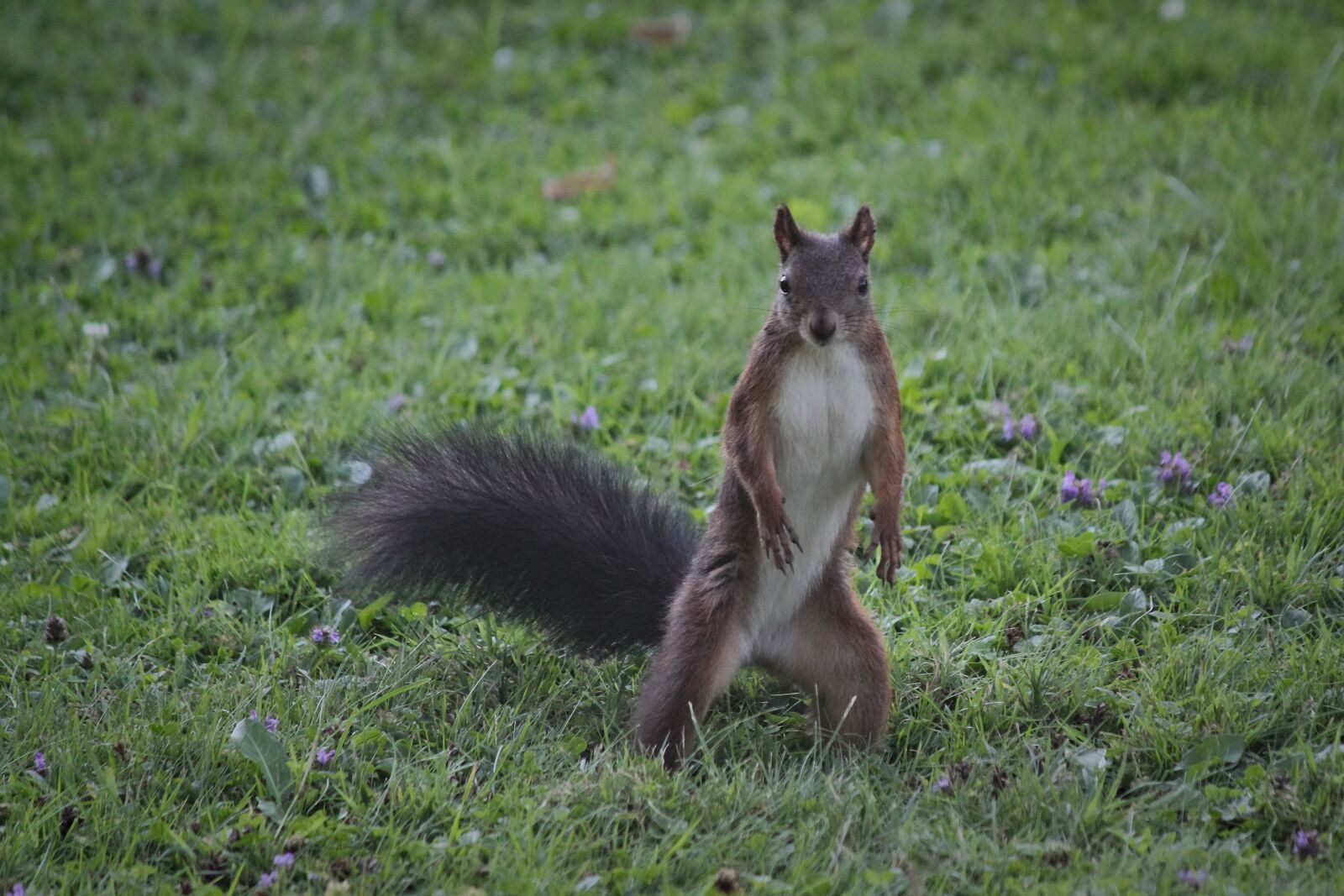 Canon EOS 550D (EOS Rebel T2i / EOS Kiss X4) sample photo. The squirrel, surprised, standing photography