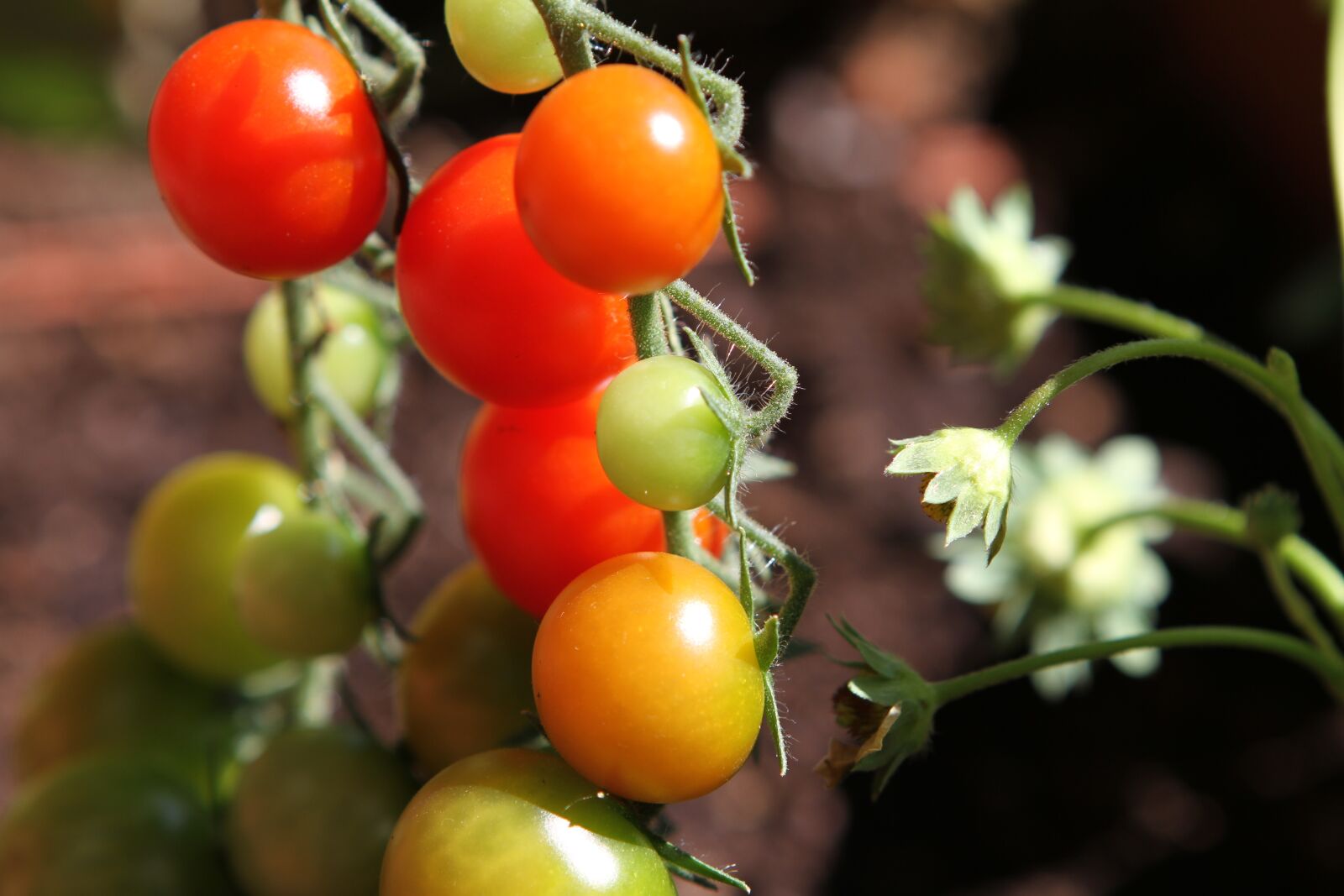 Canon EOS 7D sample photo. Tomatoes, vegetables, red photography