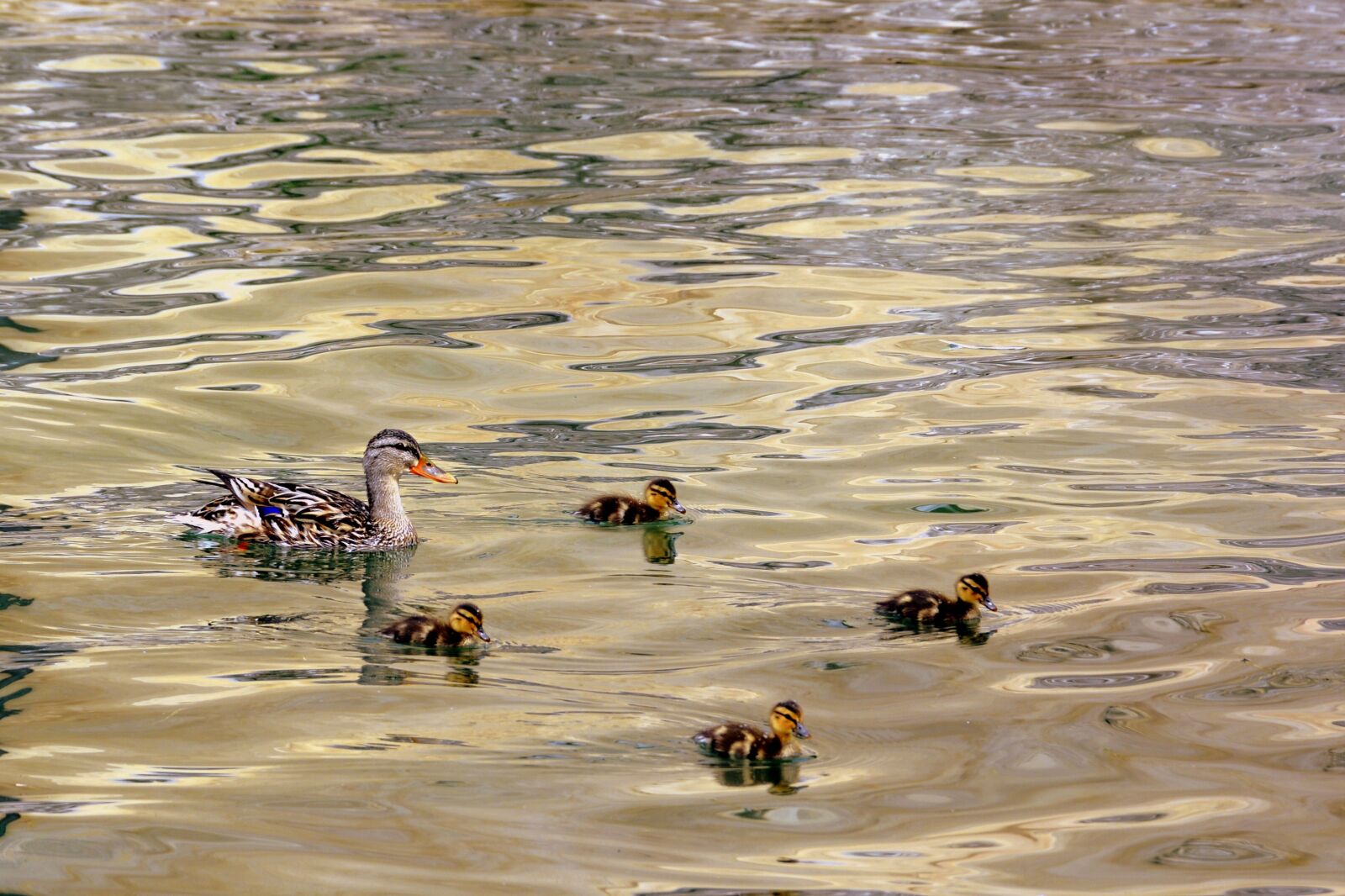 Nikon D7100 sample photo. Duck, puppies, mom photography