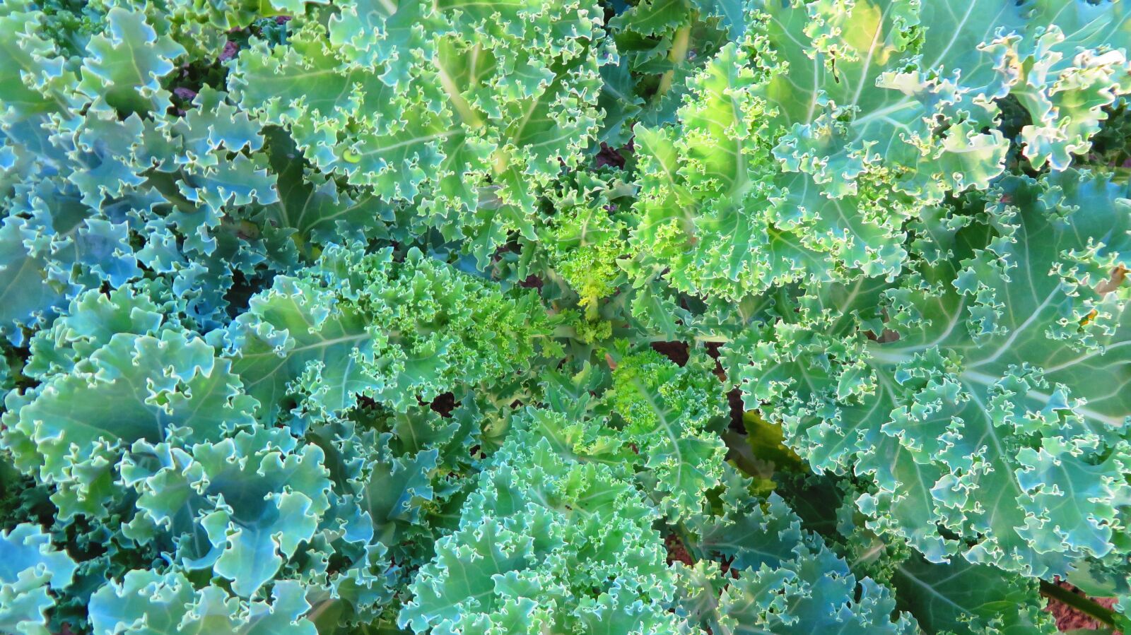 Canon PowerShot SX280 HS sample photo. Kale, green, a vegetable photography