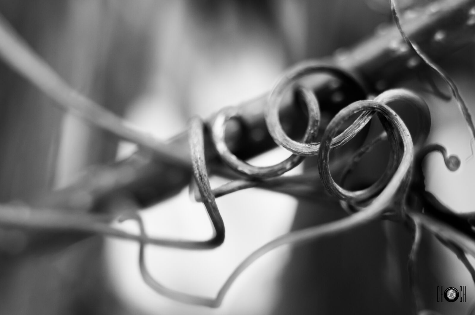 Nikon D300S sample photo. Black, and, white, branch photography