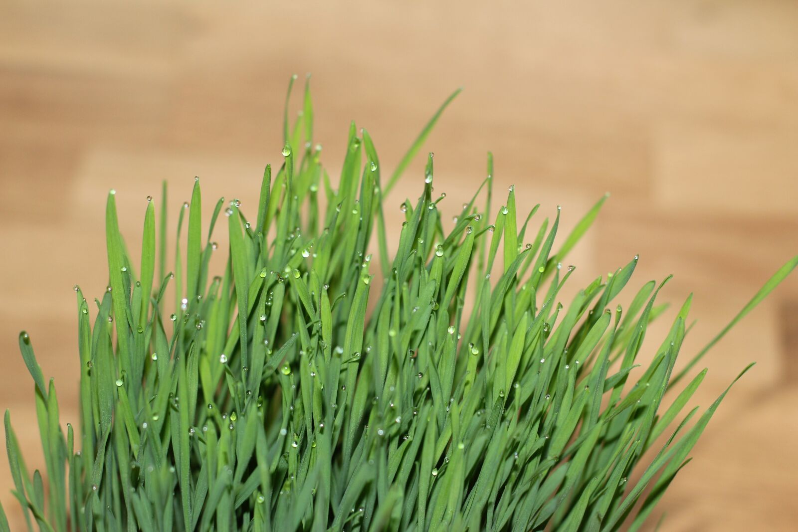 Canon EOS 600D (Rebel EOS T3i / EOS Kiss X5) + Canon EF 50mm F1.4 USM sample photo. Cat grass, grass, wheatgrass photography