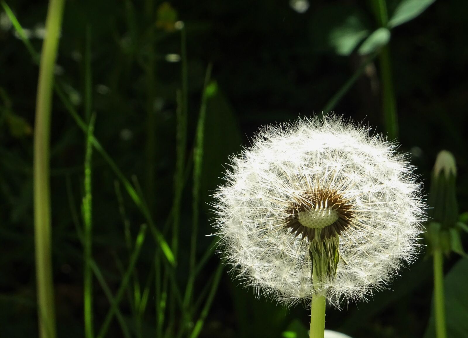 Sony DSC-HX60 sample photo. Nature, plant, dandelion photography