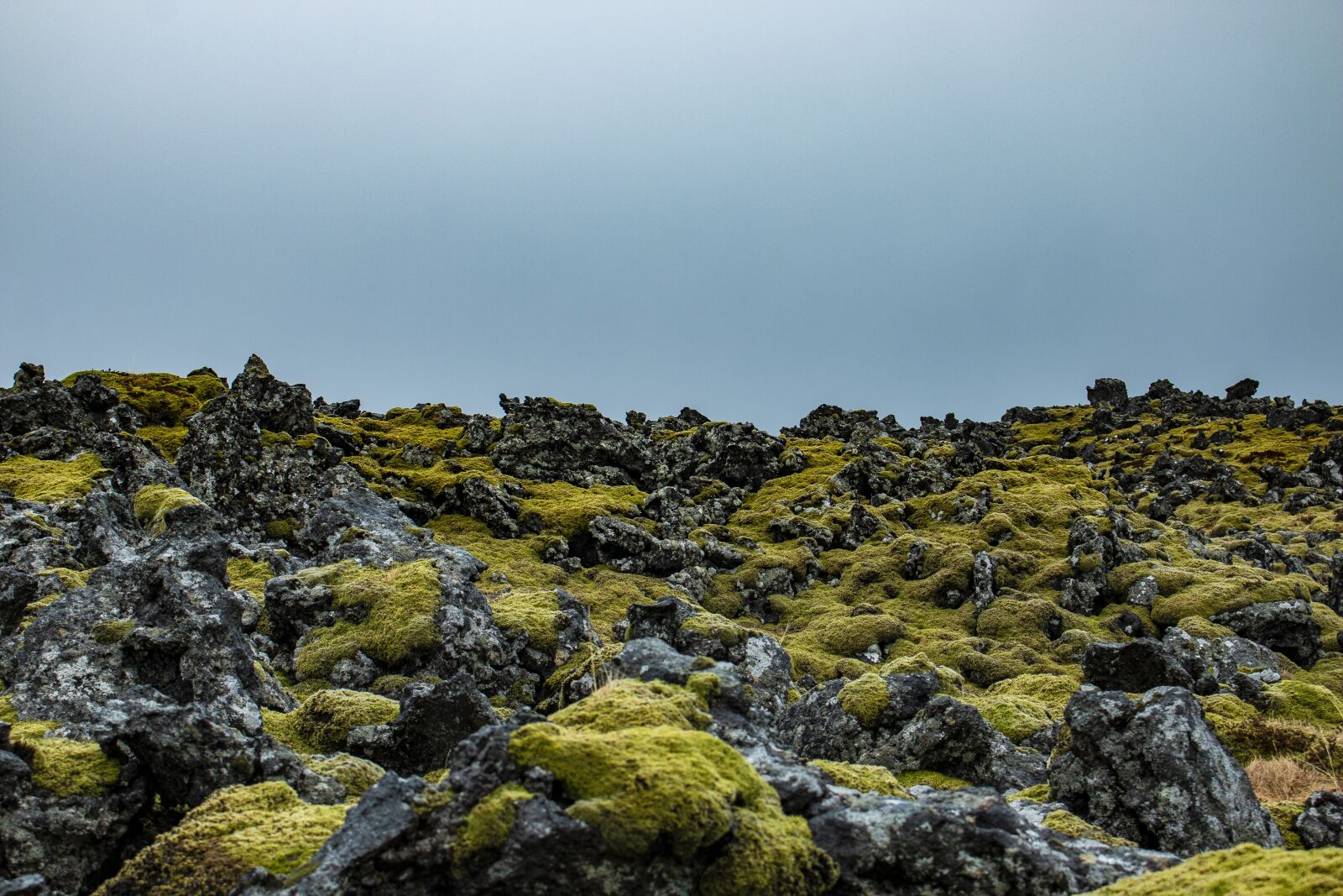 Canon EOS 70D sample photo. Iceland, moss, green photography