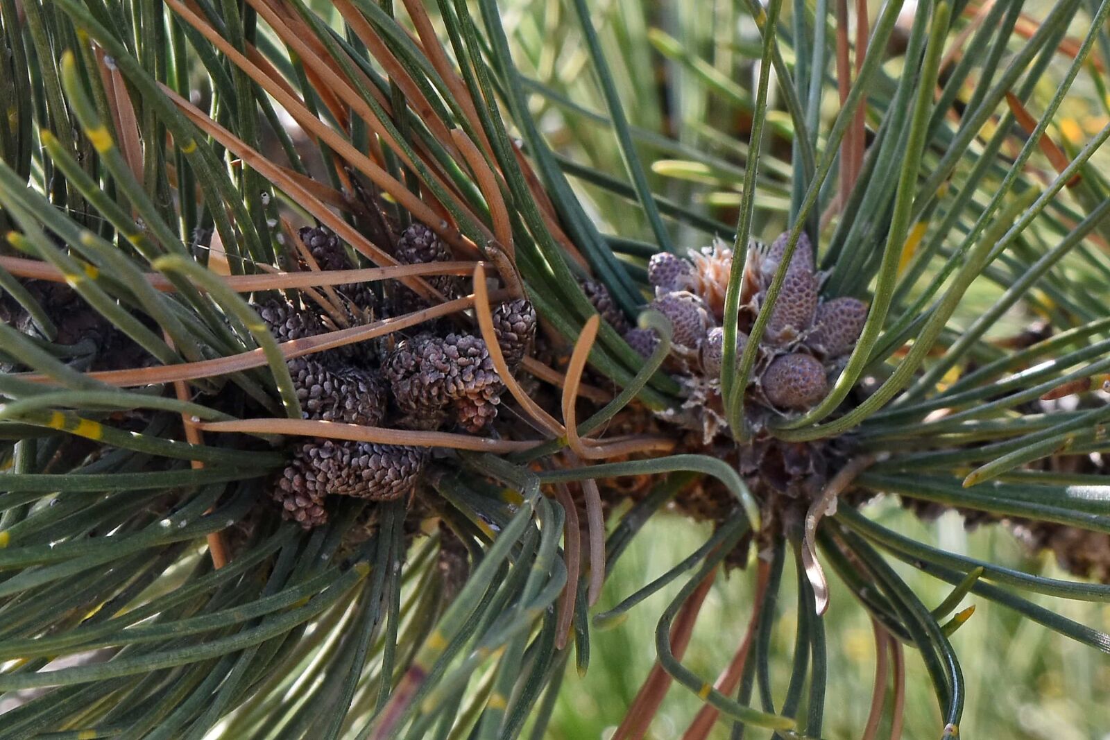 Nikon D5500 sample photo. Green leaves, pine, nature photography