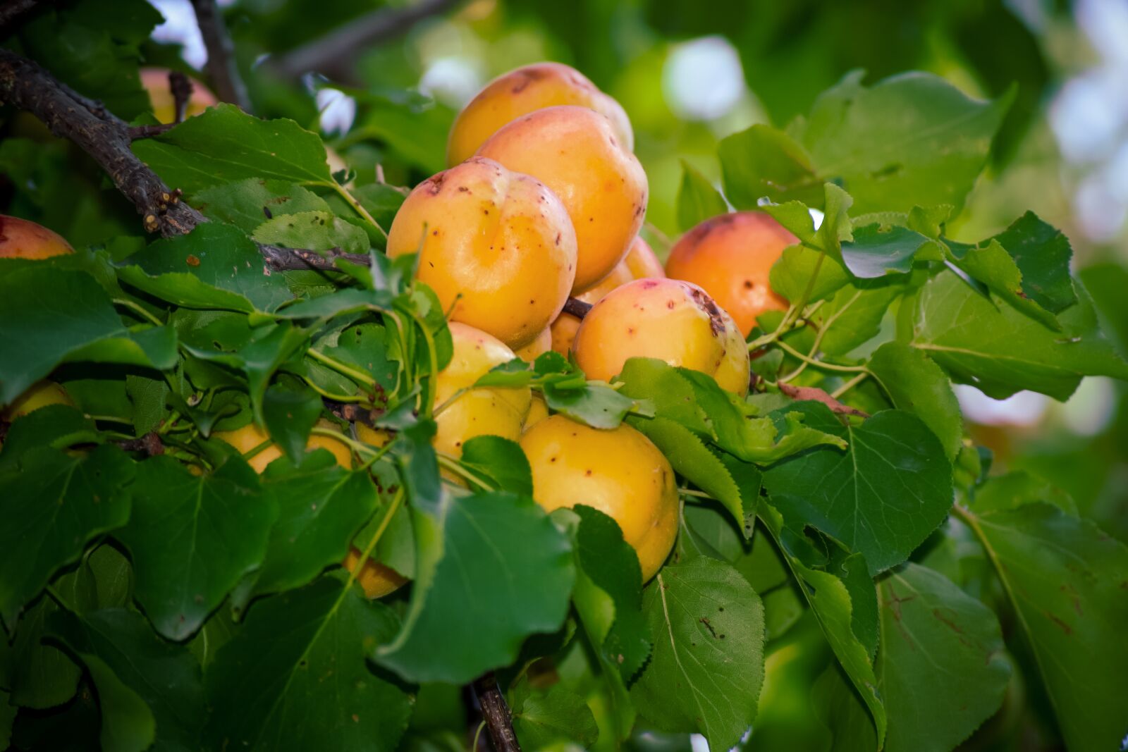 Nikon D5300 sample photo. Apricots, tree, green leaves photography