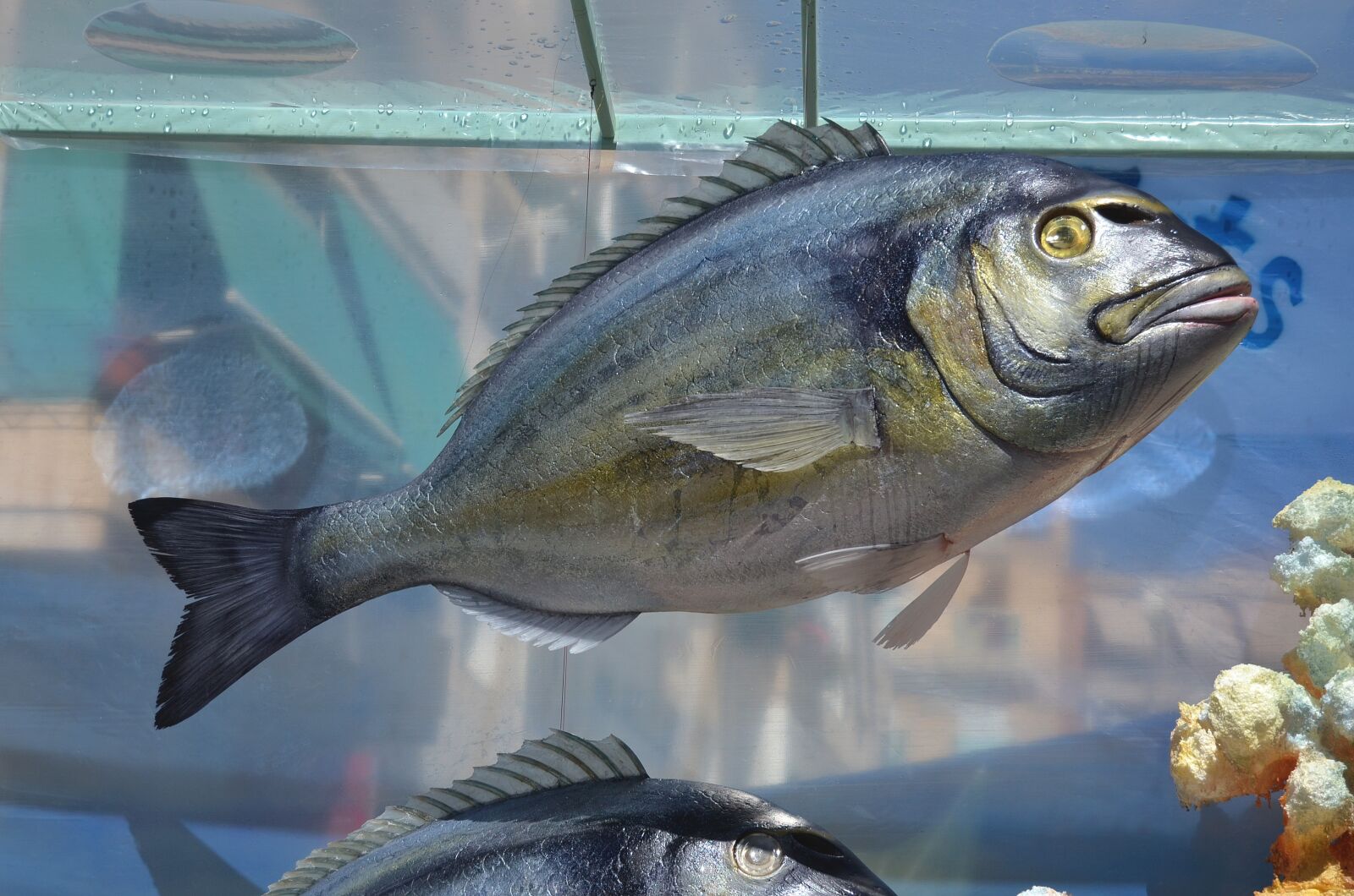 Nikon D5100 sample photo. Bream, farmed, of poliesp photography