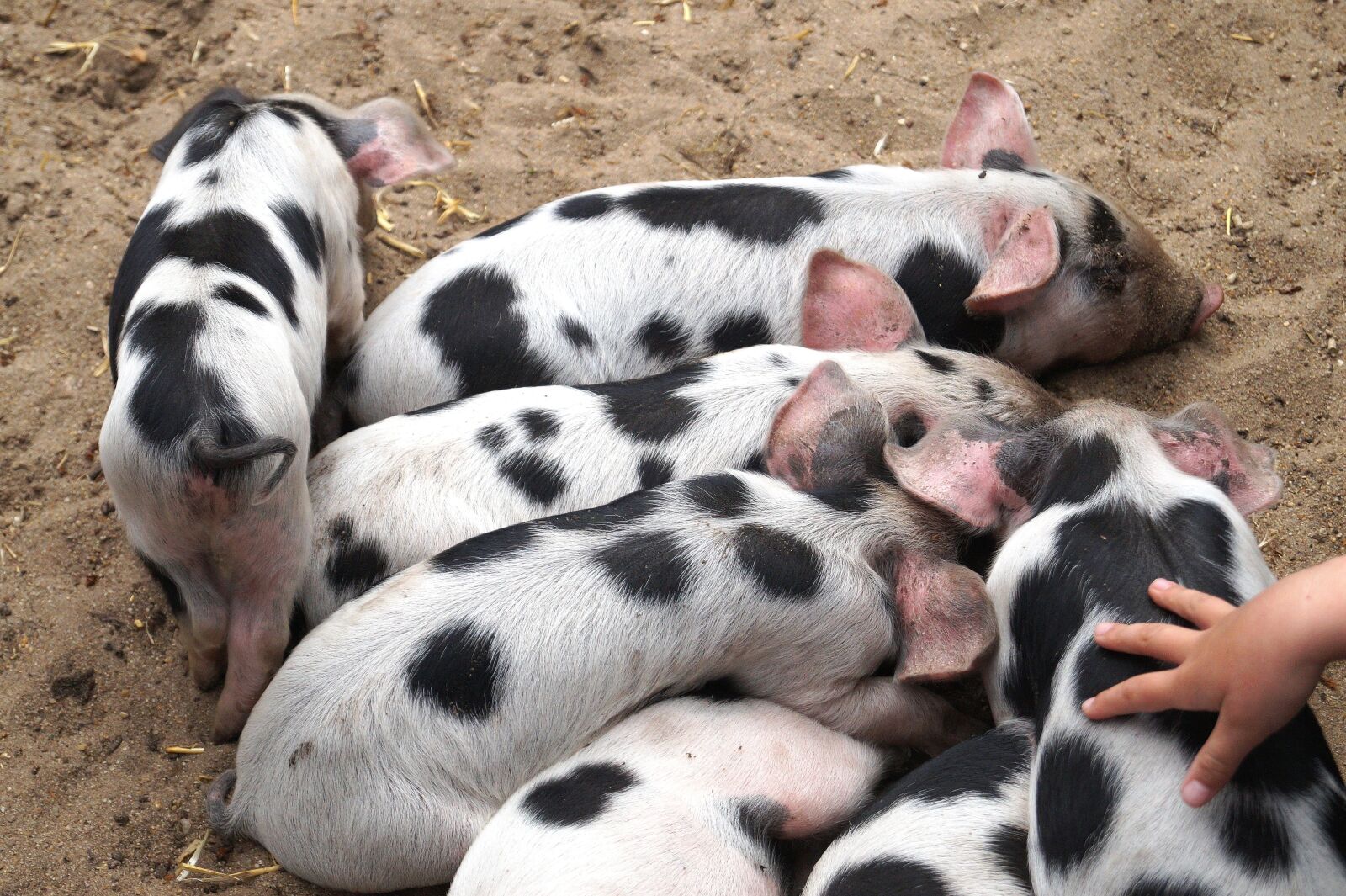 Sony DT 18-55mm F3.5-5.6 SAM II sample photo. Piglet, pigs, animal children photography