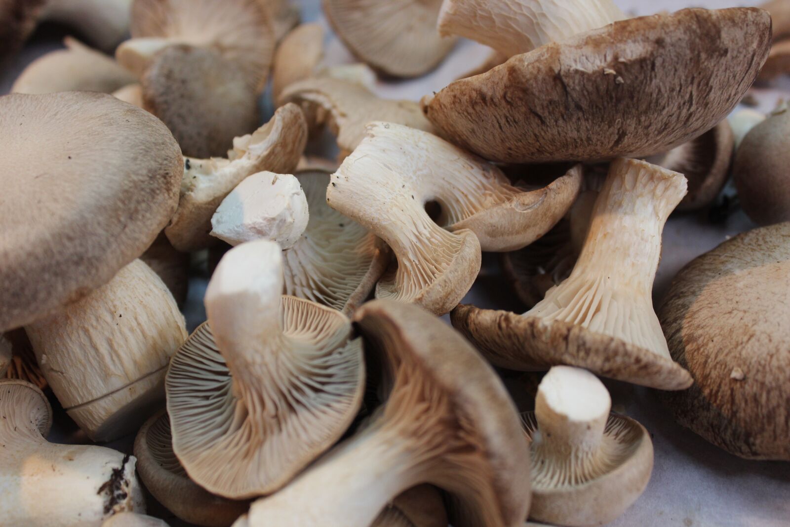 Canon EOS 600D (Rebel EOS T3i / EOS Kiss X5) sample photo. Mushrooms, market, vegetables photography