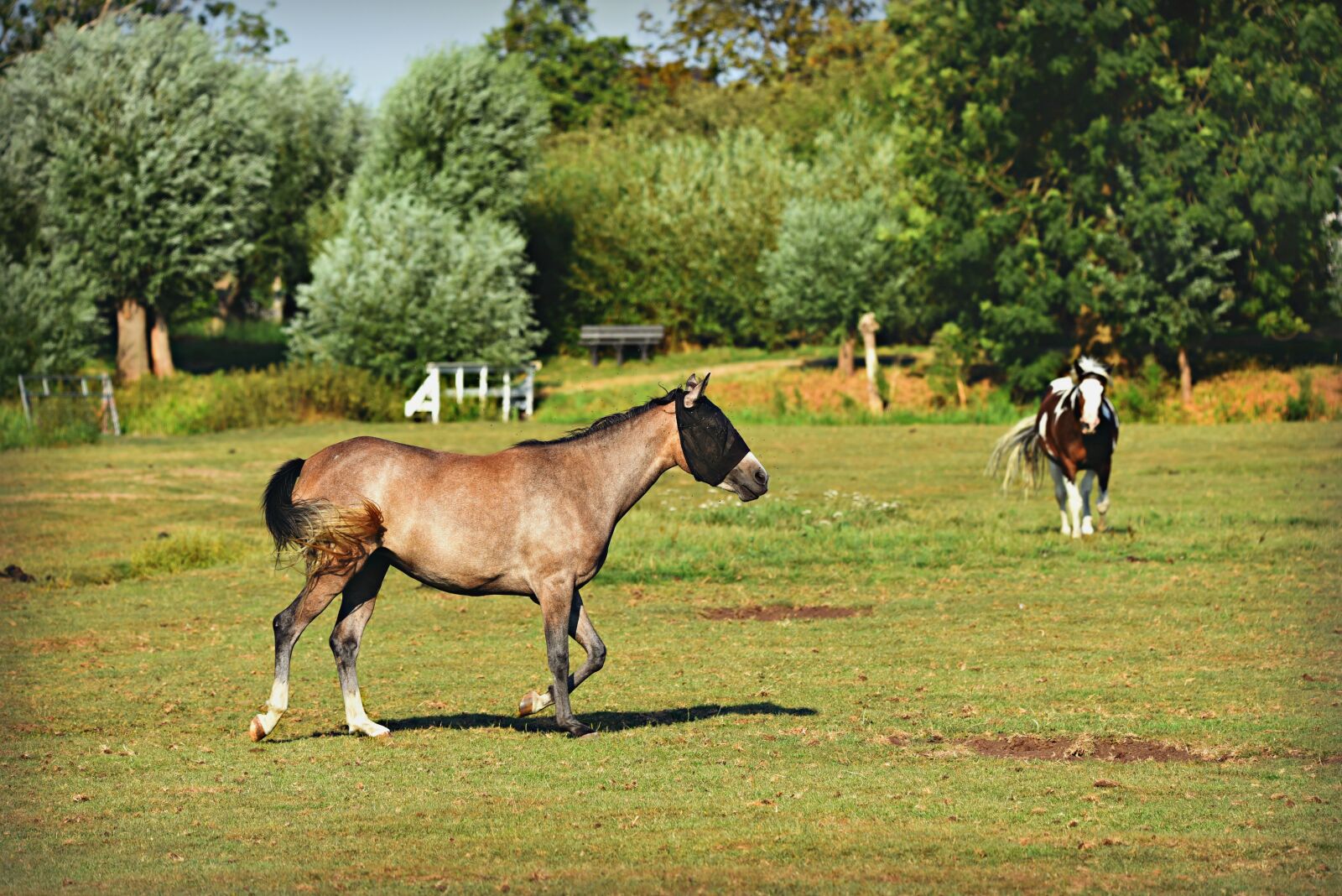 Nikon D750 sample photo. Horse, animal, mammal photography