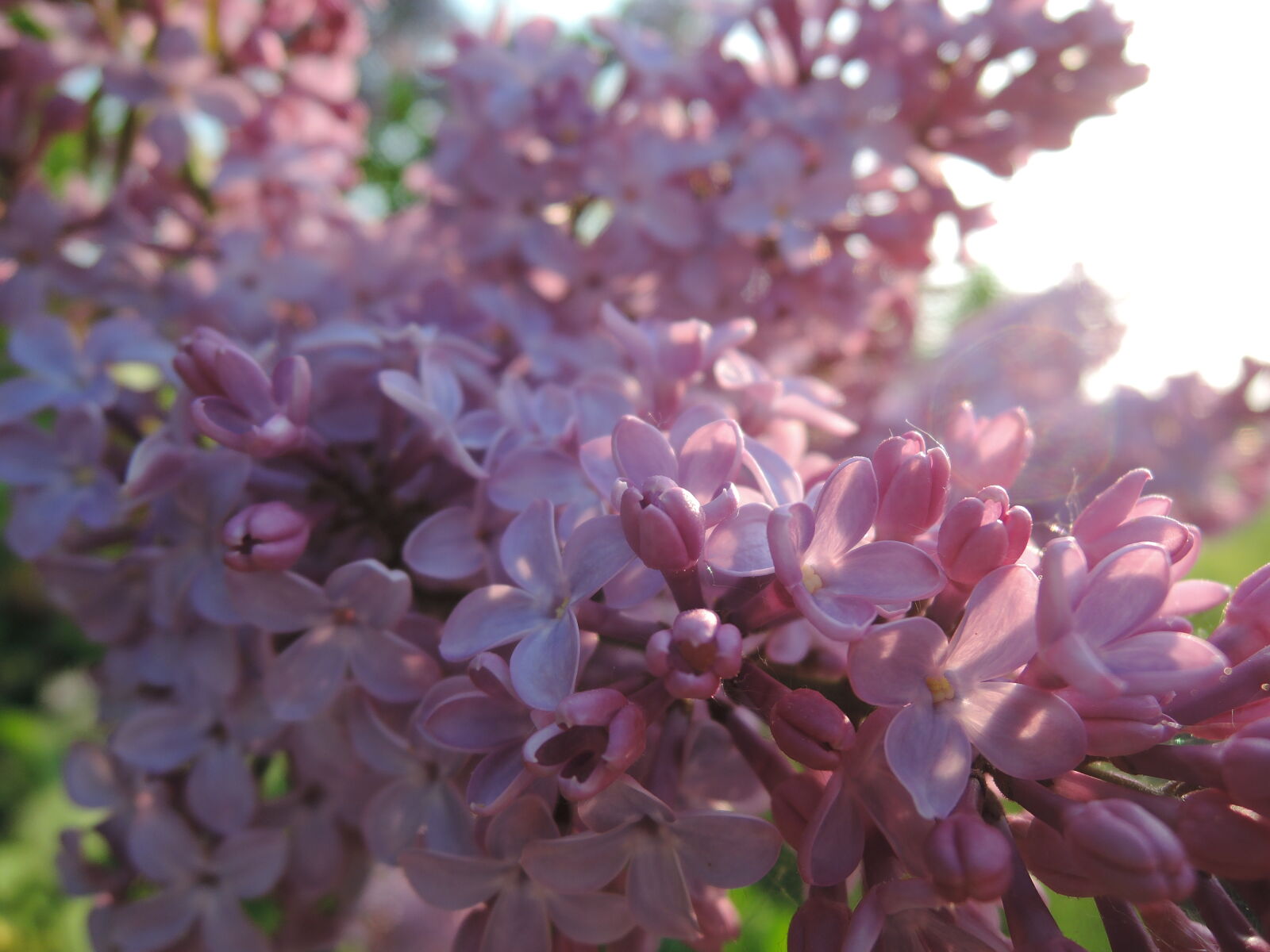 Nikon Coolpix P330 sample photo. Dreaming, romantic, lilac, gentle photography