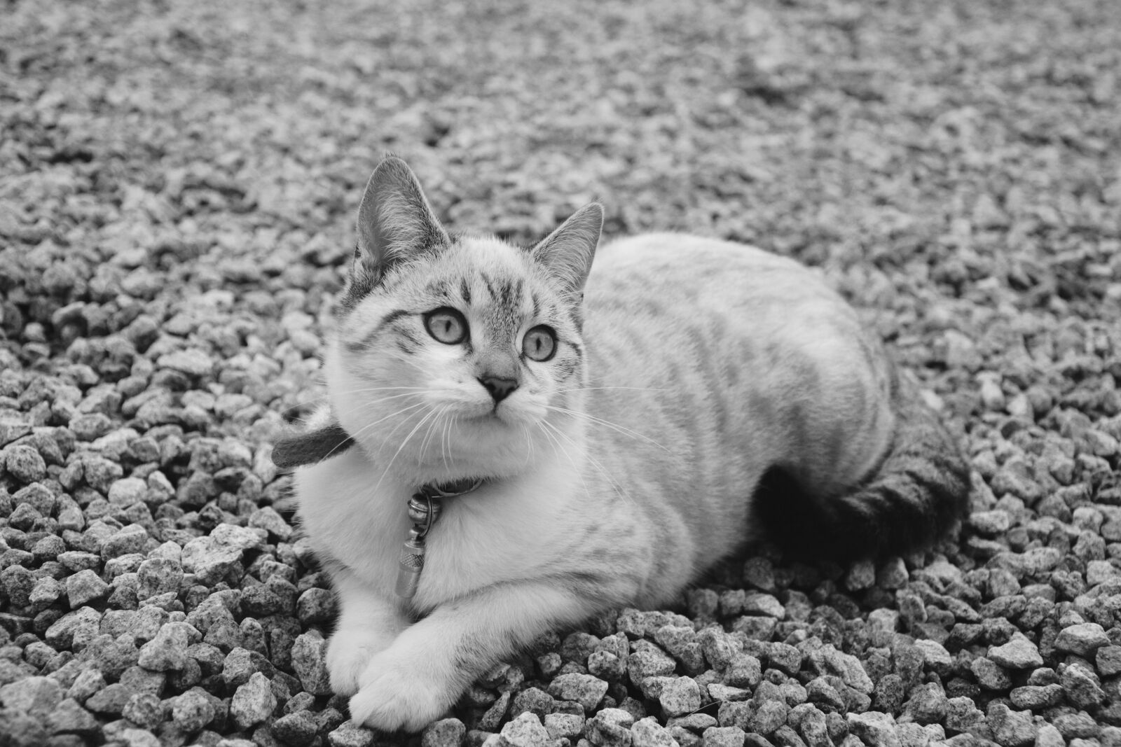 Nikon D5200 sample photo. Cat, kitten, photo black photography