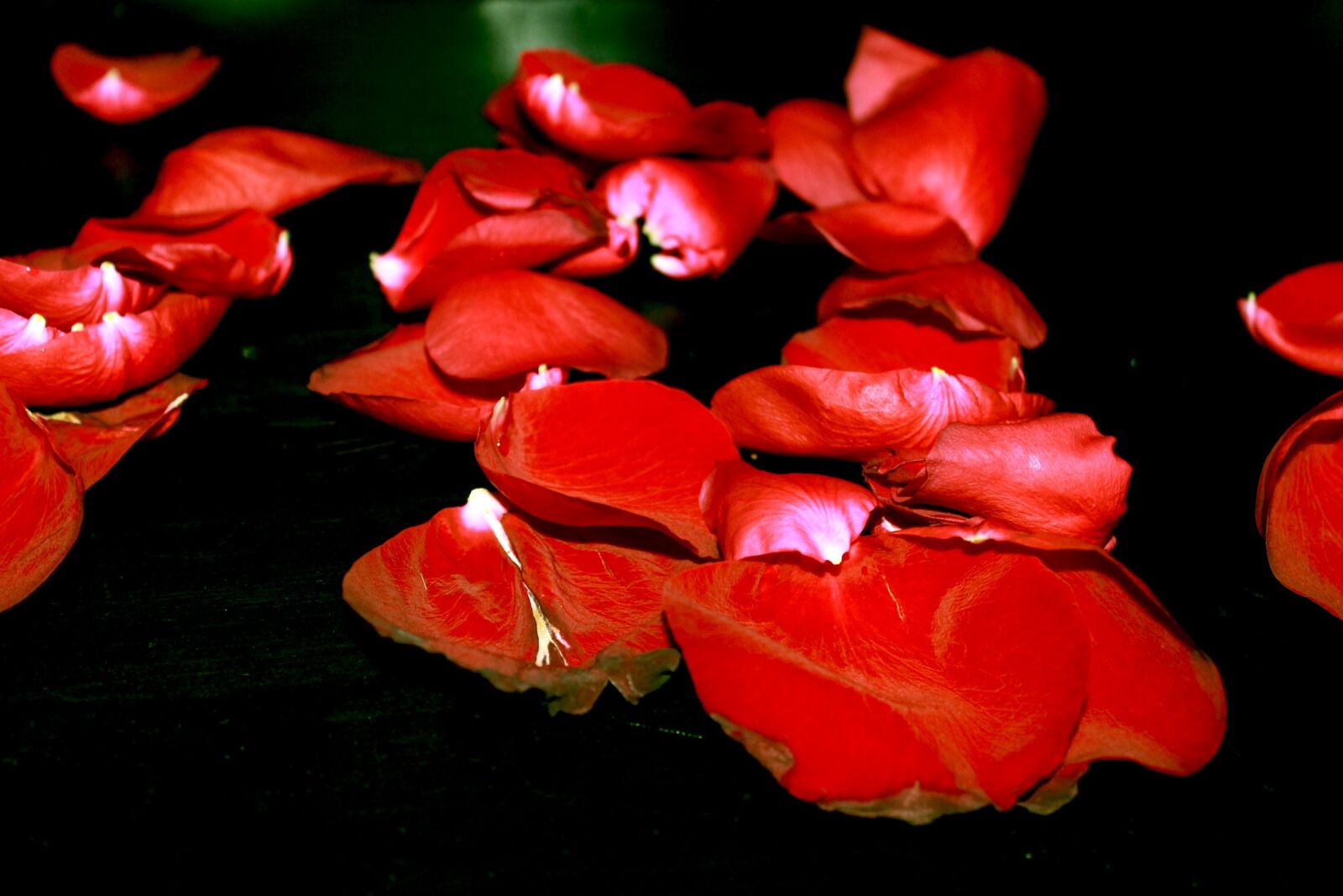 Canon EOS 1100D (EOS Rebel T3 / EOS Kiss X50) sample photo. Rose petals, roses, withered photography