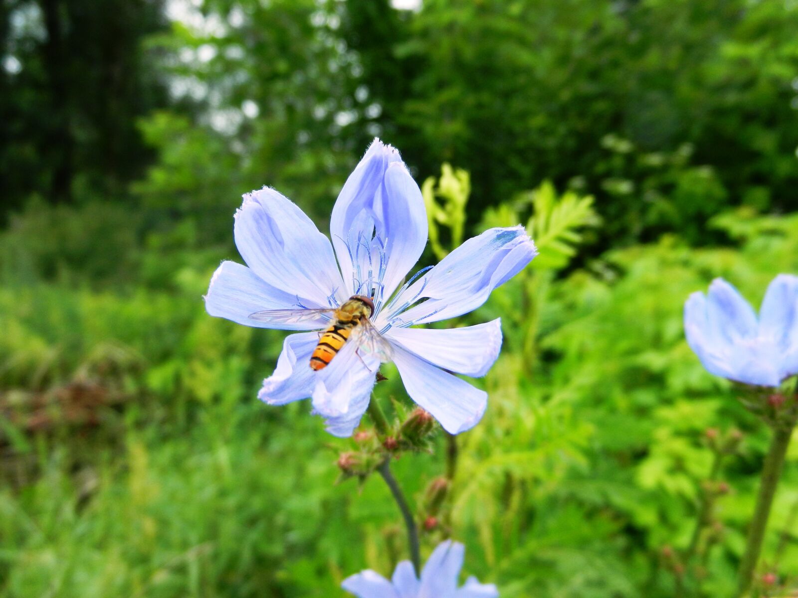 Nikon Coolpix S9100 sample photo. Flower, bee, pollinate photography