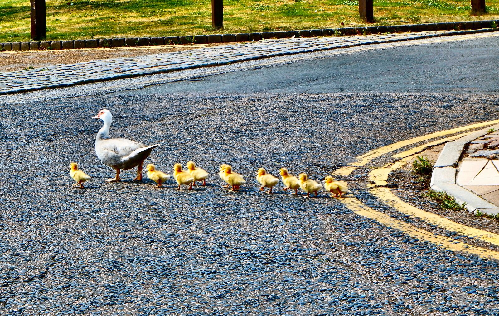 Fujifilm FinePix SL1000 sample photo. Ducks, ducklings, walking photography