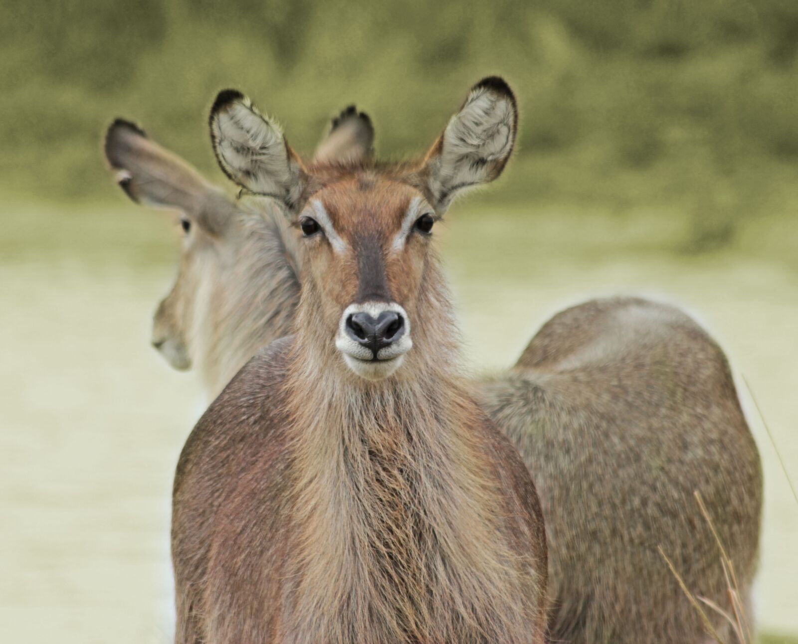 Canon EOS 550D (EOS Rebel T2i / EOS Kiss X4) sample photo. Waterbuck, kruger, wildlife photography