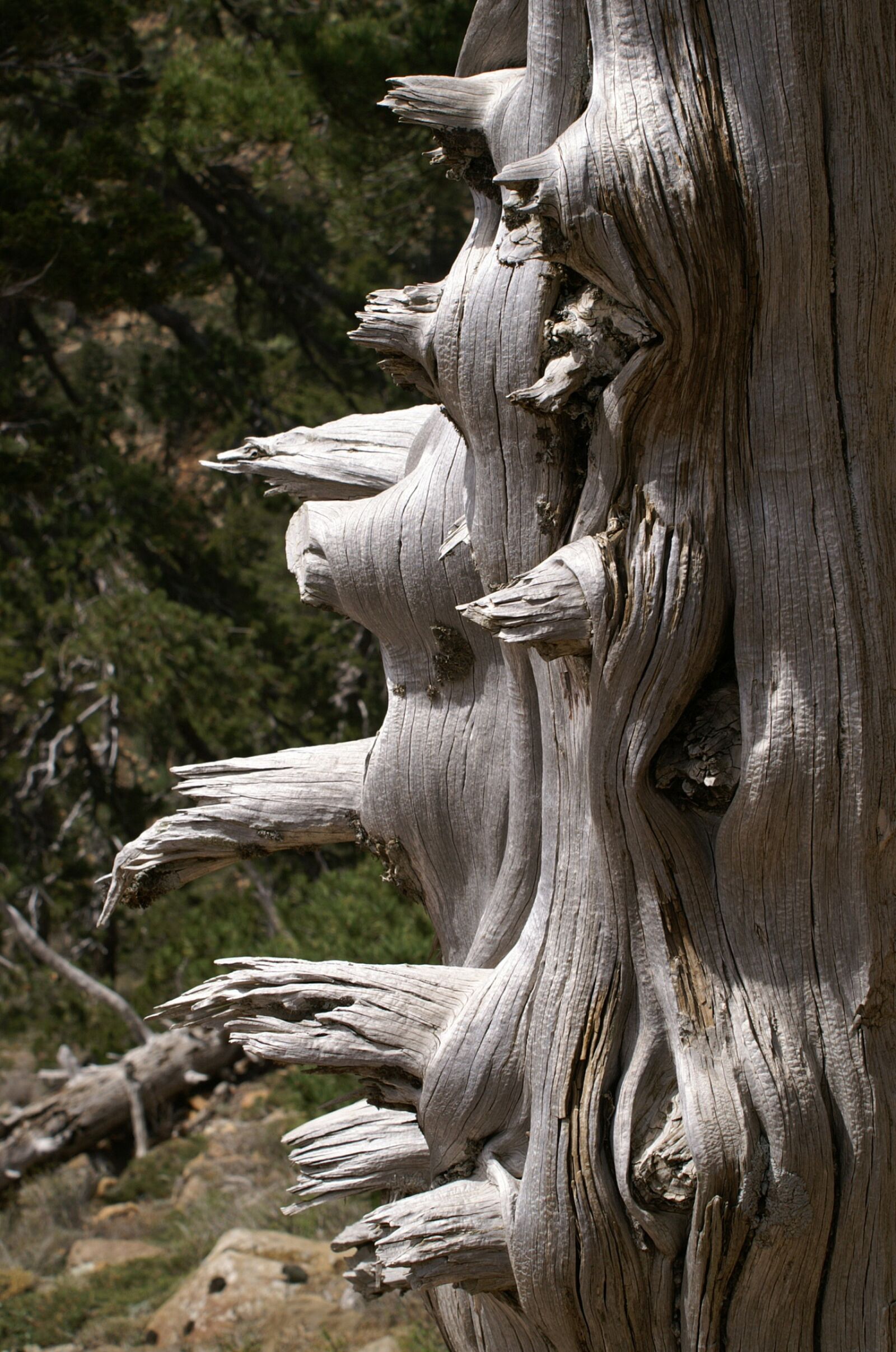 KONICA MINOLTA DYNAX 5D sample photo. Tree, dead, wood photography