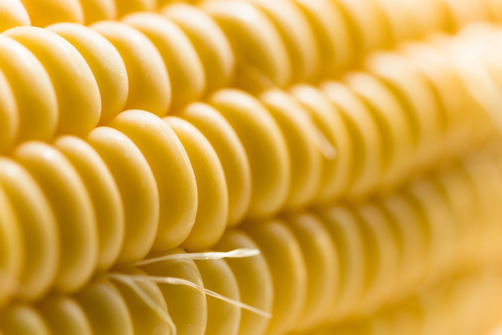 Canon EOS RP sample photo. Corn, close-up, yellow photography