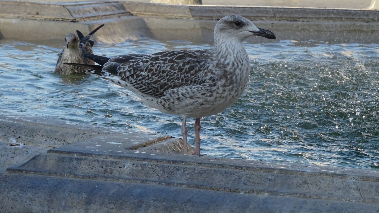 Sony DSC-HX60 sample photo. Seagull, bird, plumage photography