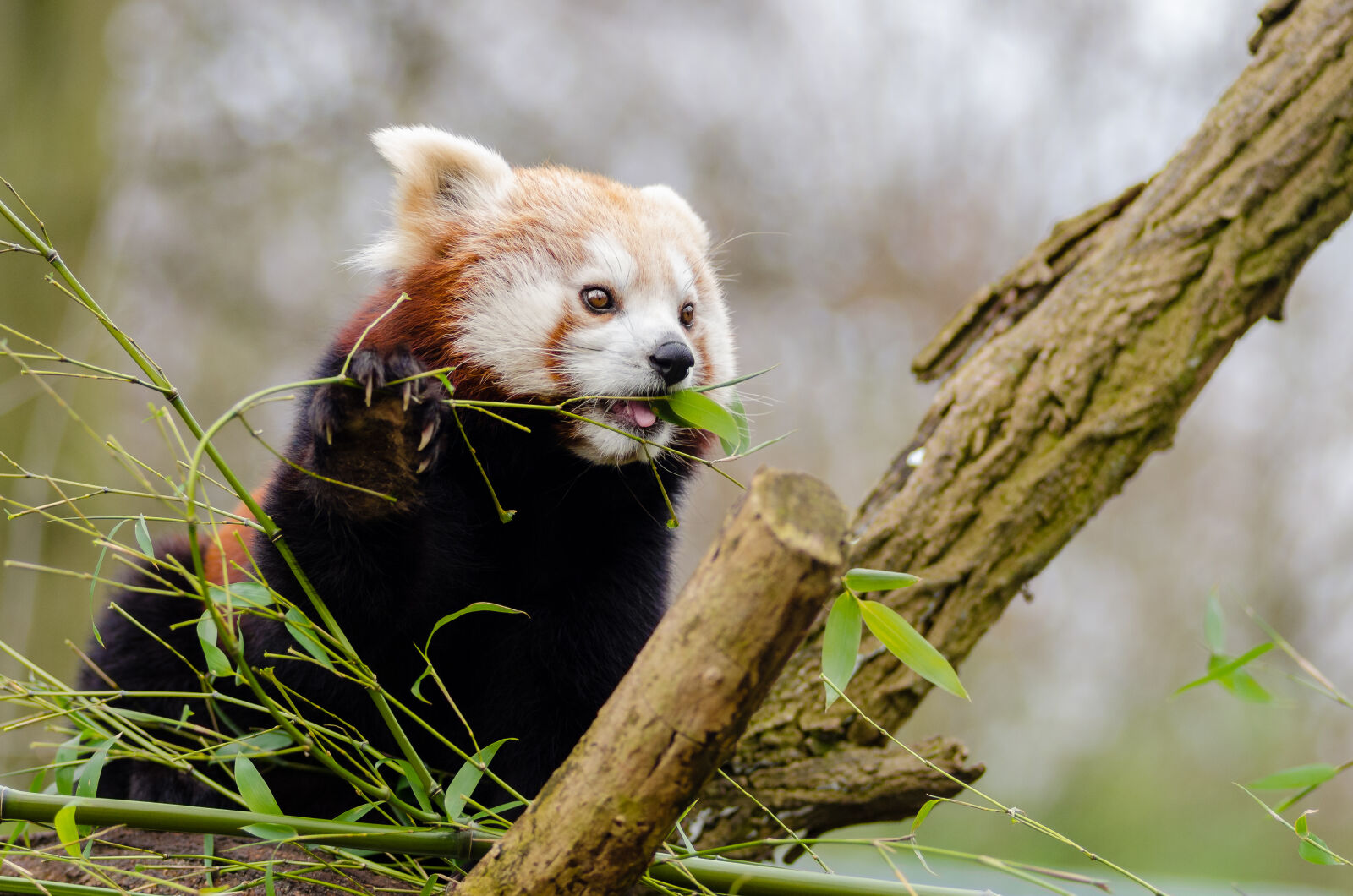 AF Zoom-Nikkor 80-200mm f/2.8 ED sample photo