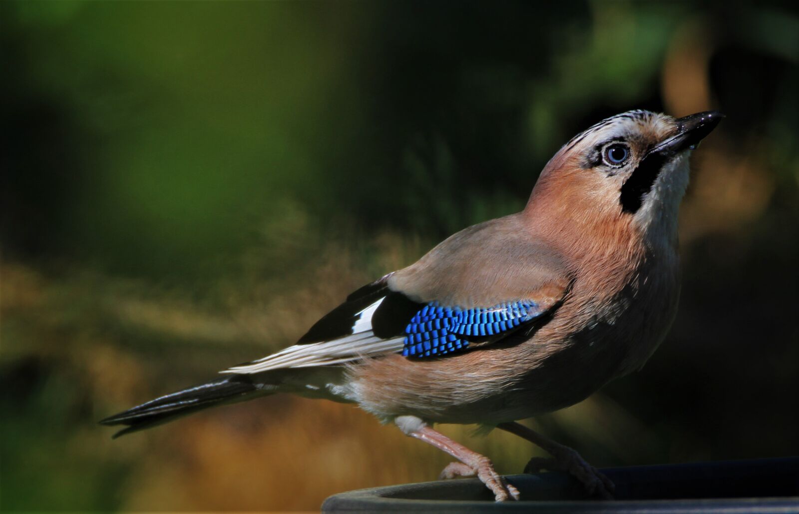 Tamron SP 150-600mm F5-6.3 Di VC USD sample photo. Jay, bird, songbird photography