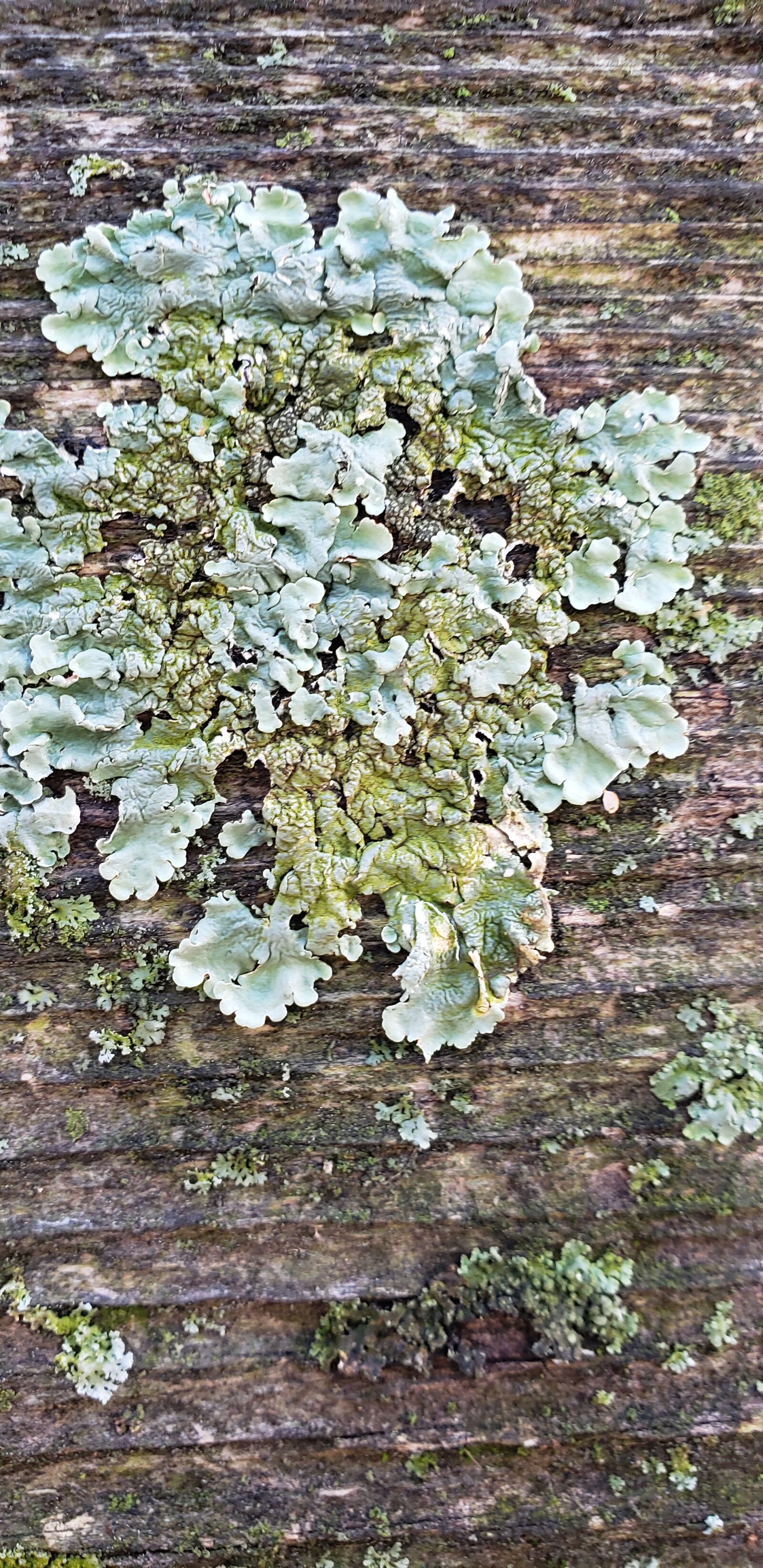 Samsung Galaxy S9 sample photo. Nature, natural, autumn photography