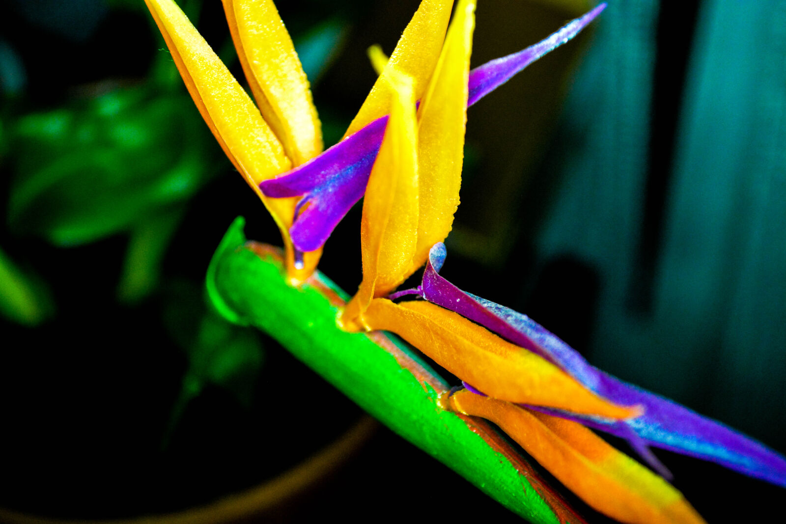 Nikon D5200 sample photo. Close, up, of, multi photography
