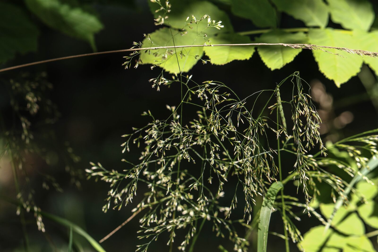Canon EOS 7D Mark II sample photo. Straw, summer, plant photography