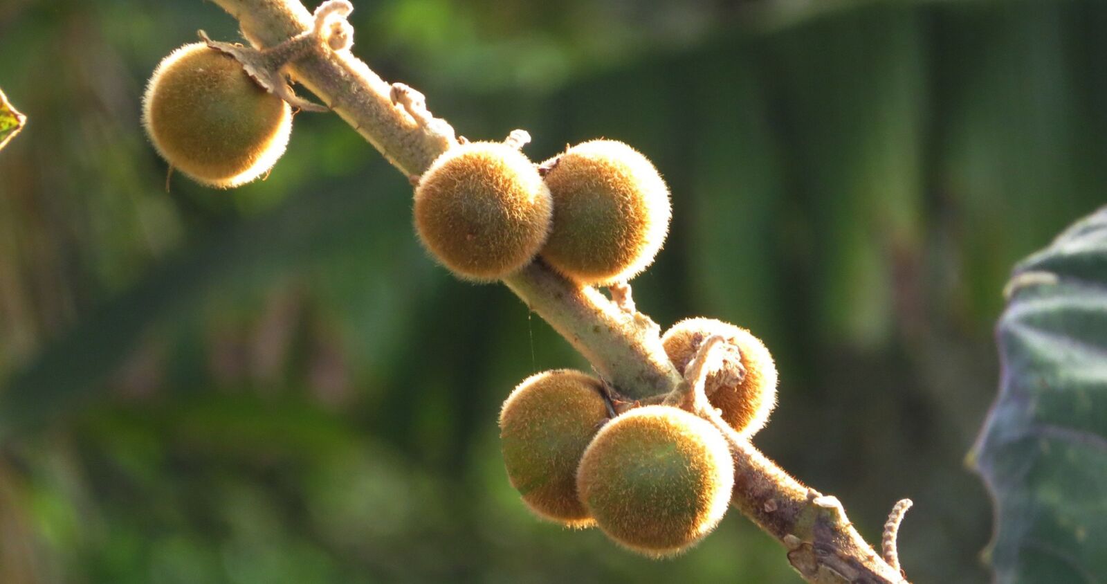 Canon PowerShot SX50 HS sample photo. Nature, in, colombia photography