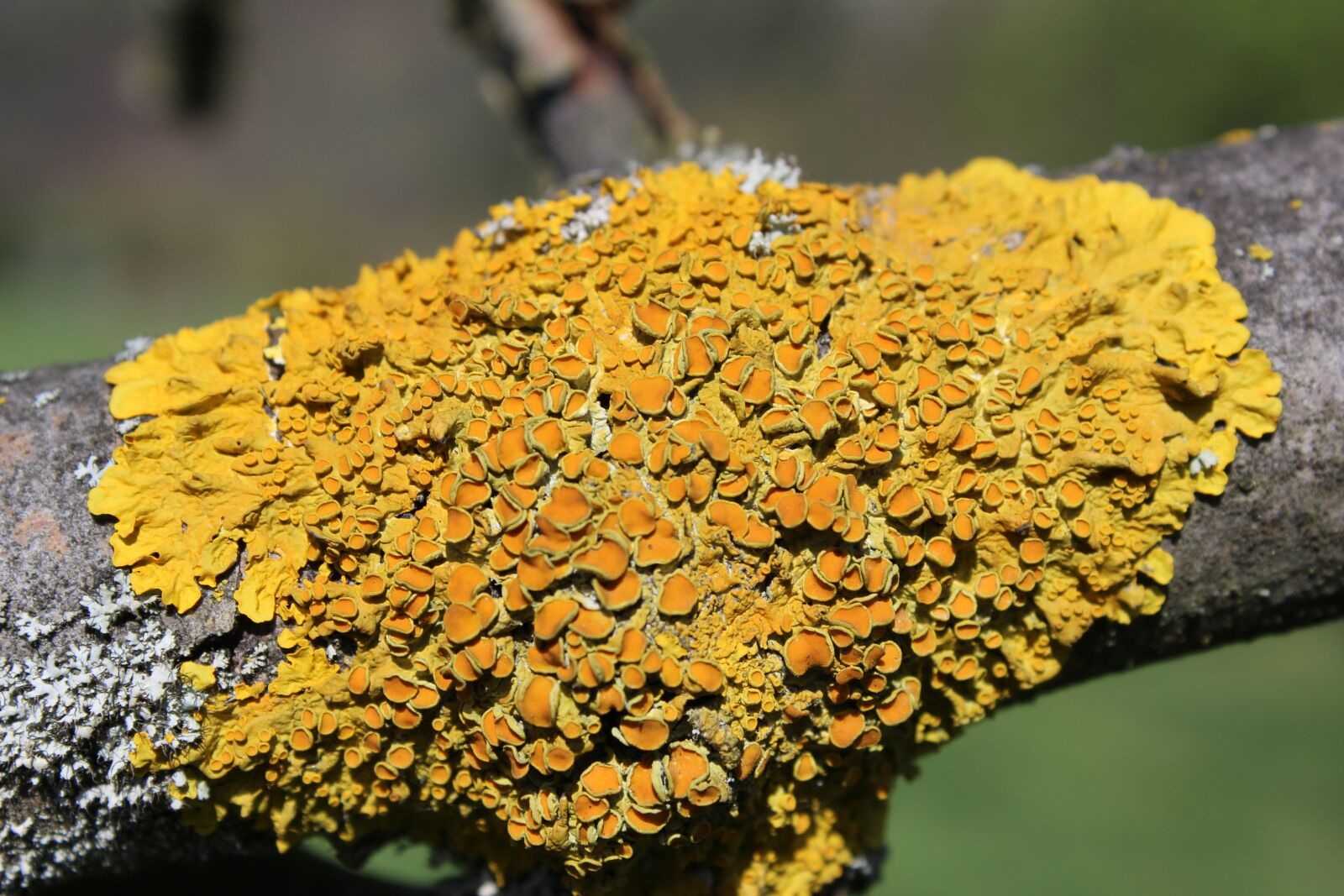 Canon EOS 600D (Rebel EOS T3i / EOS Kiss X5) sample photo. Lichen, background, macro photography