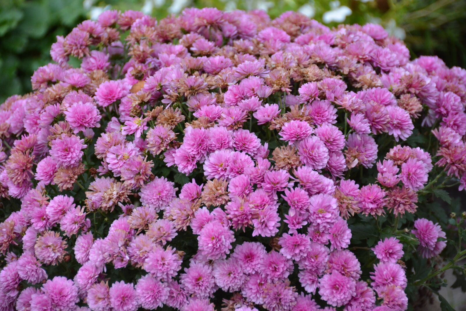 Nikon D7100 sample photo. Chrysanthemum, lilac, flower photography