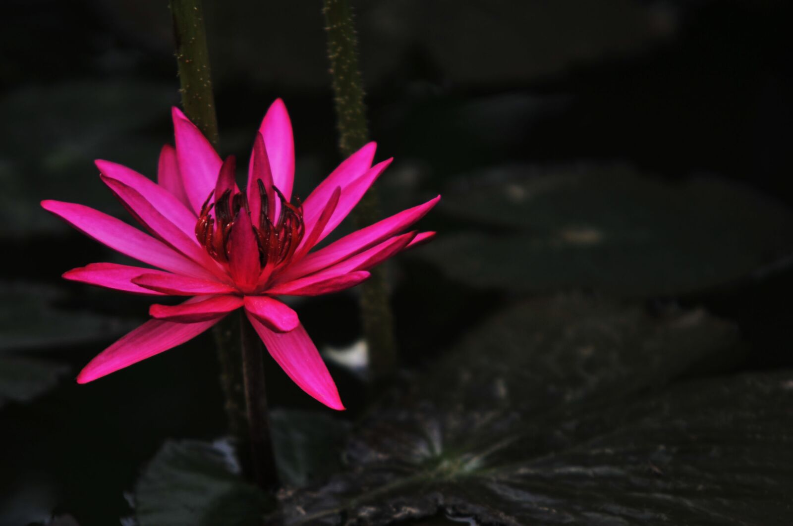 Nikon D700 sample photo. Lotus, red, black photography
