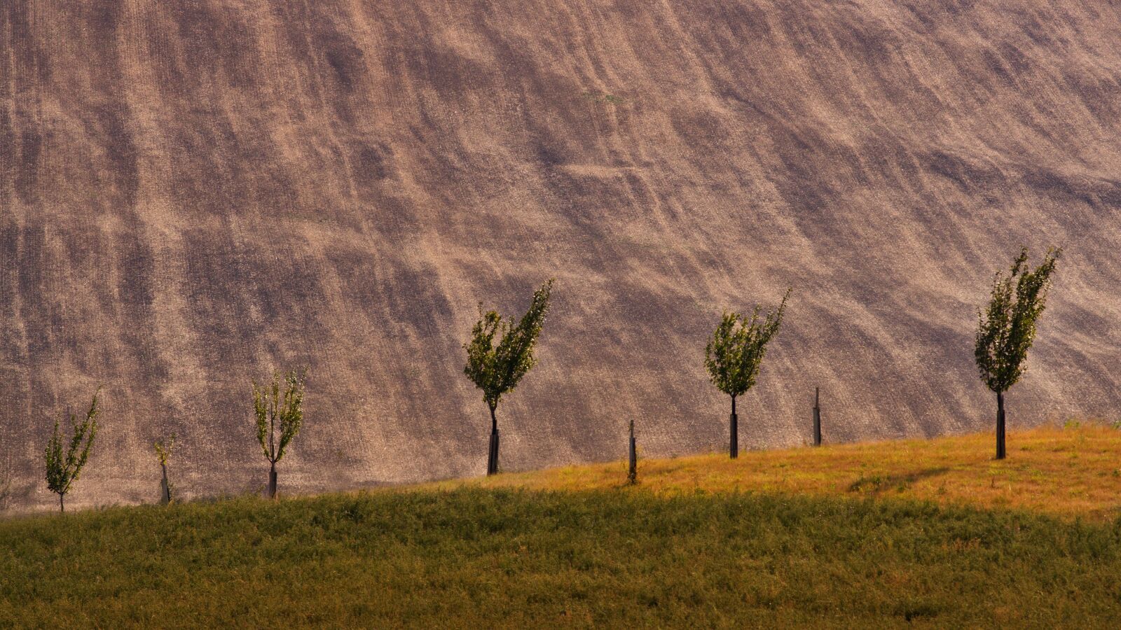 Minolta AF 200mm F2.8 HS-APO G sample photo. Trees, summer, landscape photography