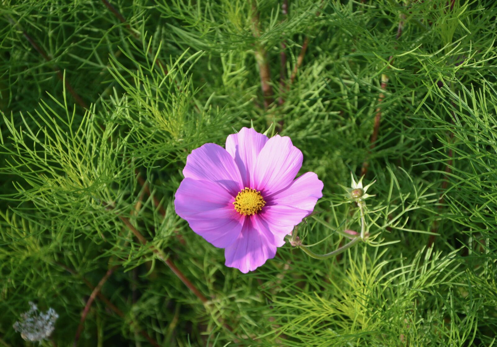 Nikon D5200 sample photo. Flower, purple flower, nature photography