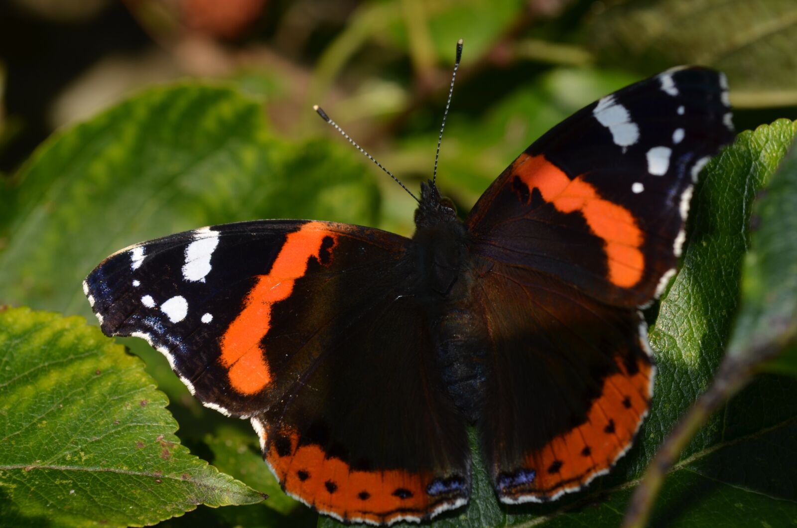Nikon D5100 sample photo. Insect, butterfly, nature photography