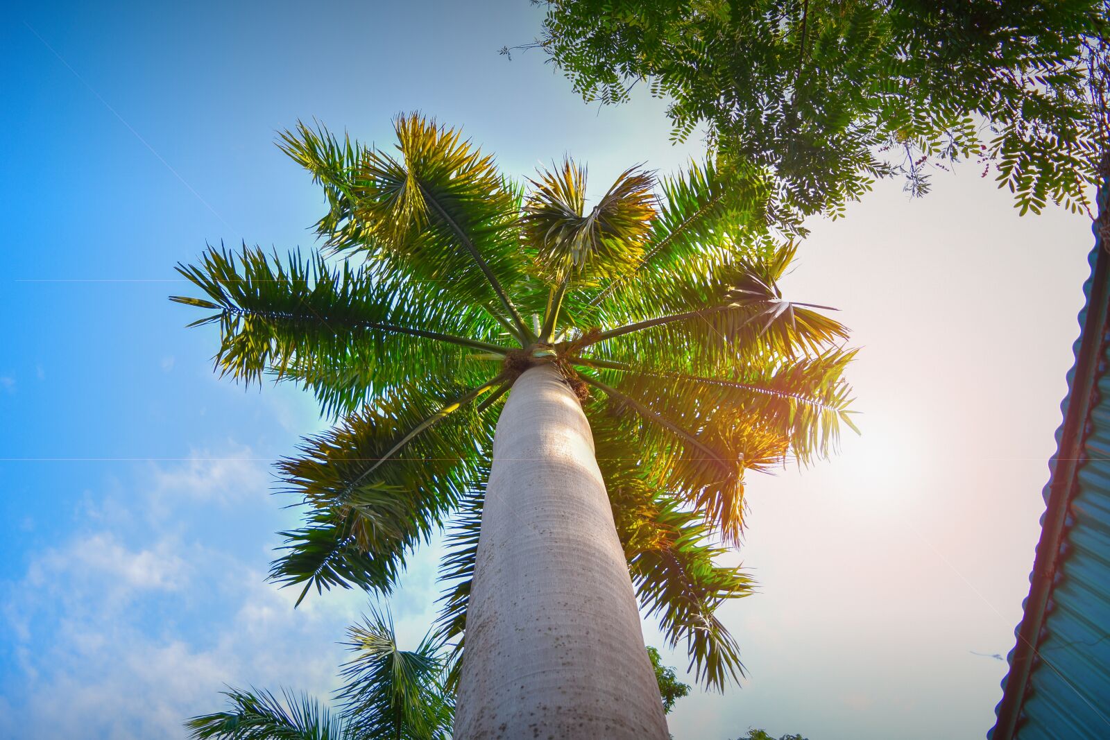 Nikon D7200 sample photo. Tree, plant, wildlife photography