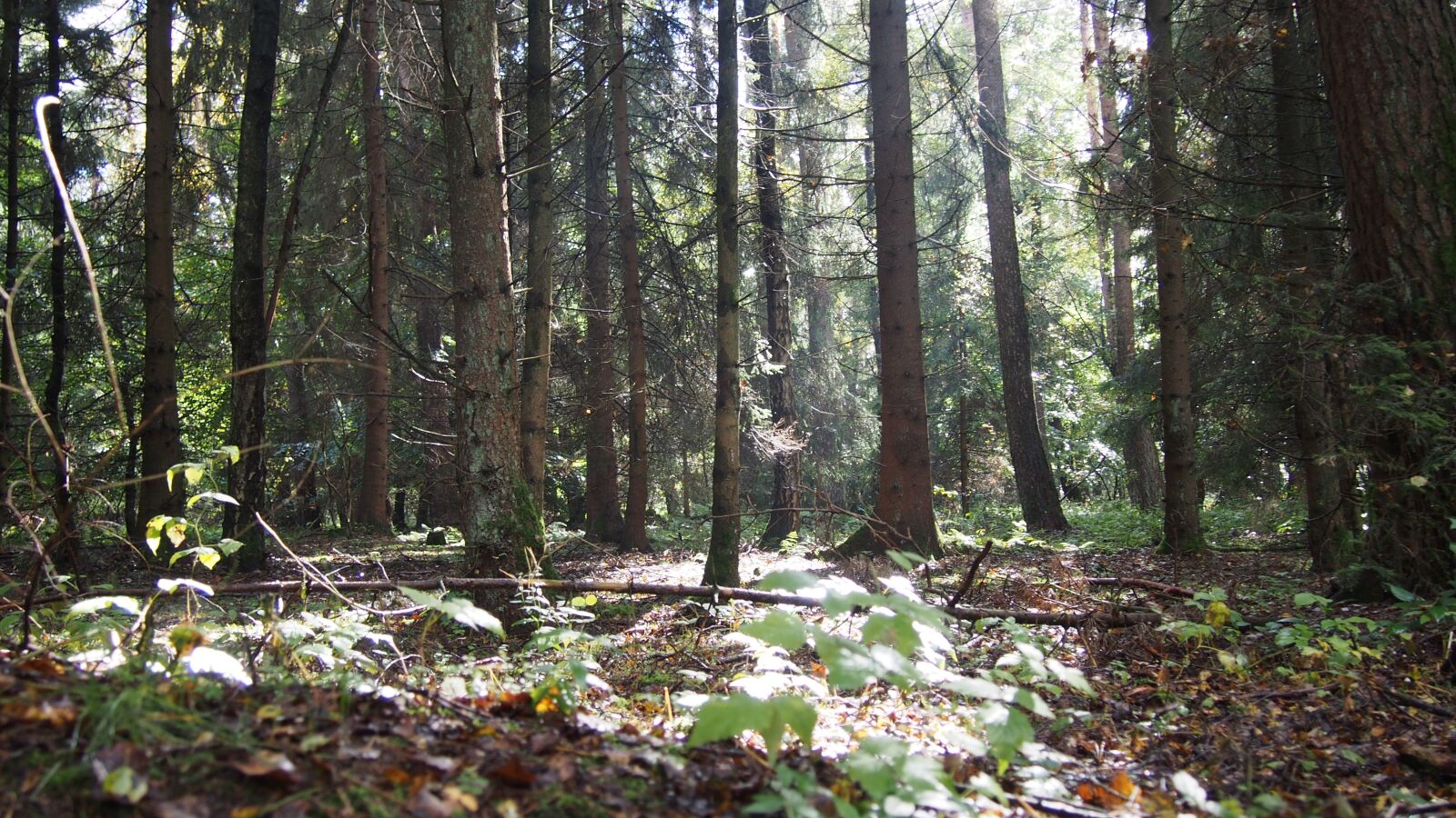 Olympus PEN E-PL6 sample photo. Forest, light, mood photography