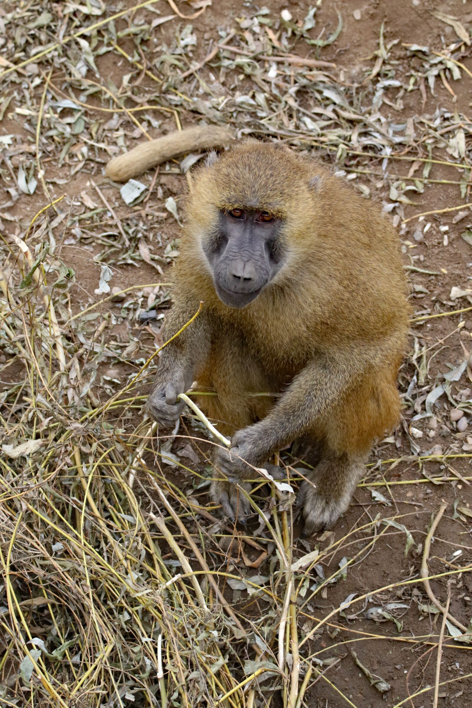 Canon EOS 7D Mark II sample photo. Baboon, ape, monkey photography
