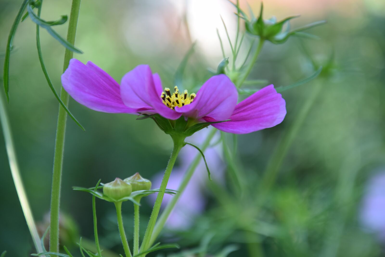 Nikon D5300 sample photo. Cosmea, summer flower, blossom photography