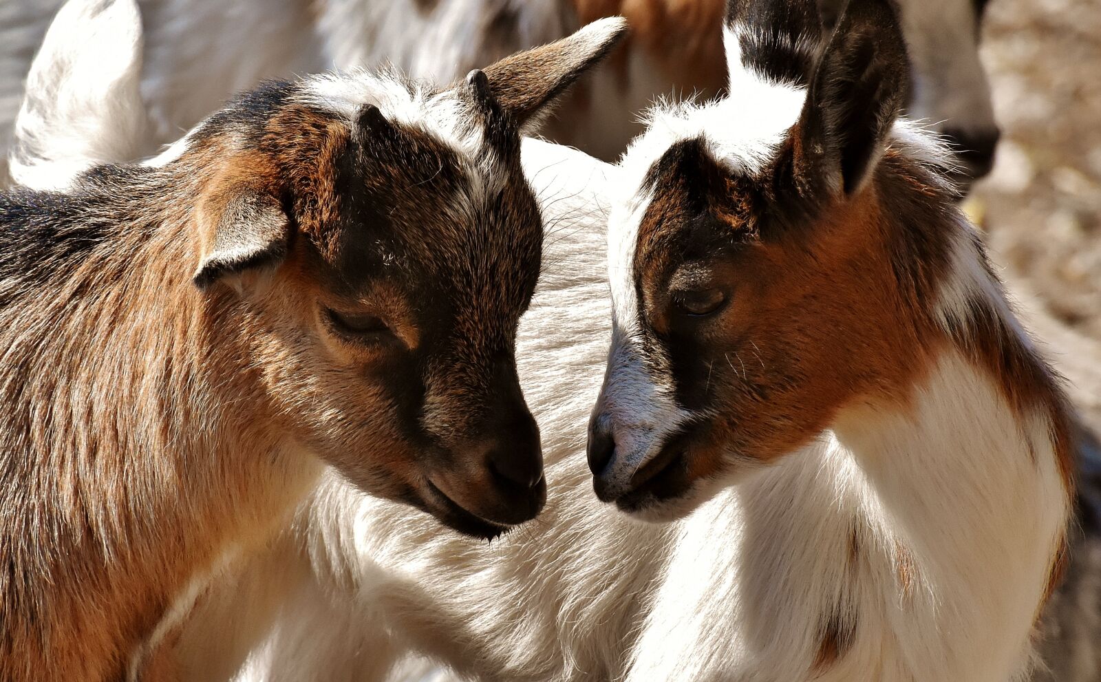 Nikon D7200 sample photo. Goat, young animals, playful photography